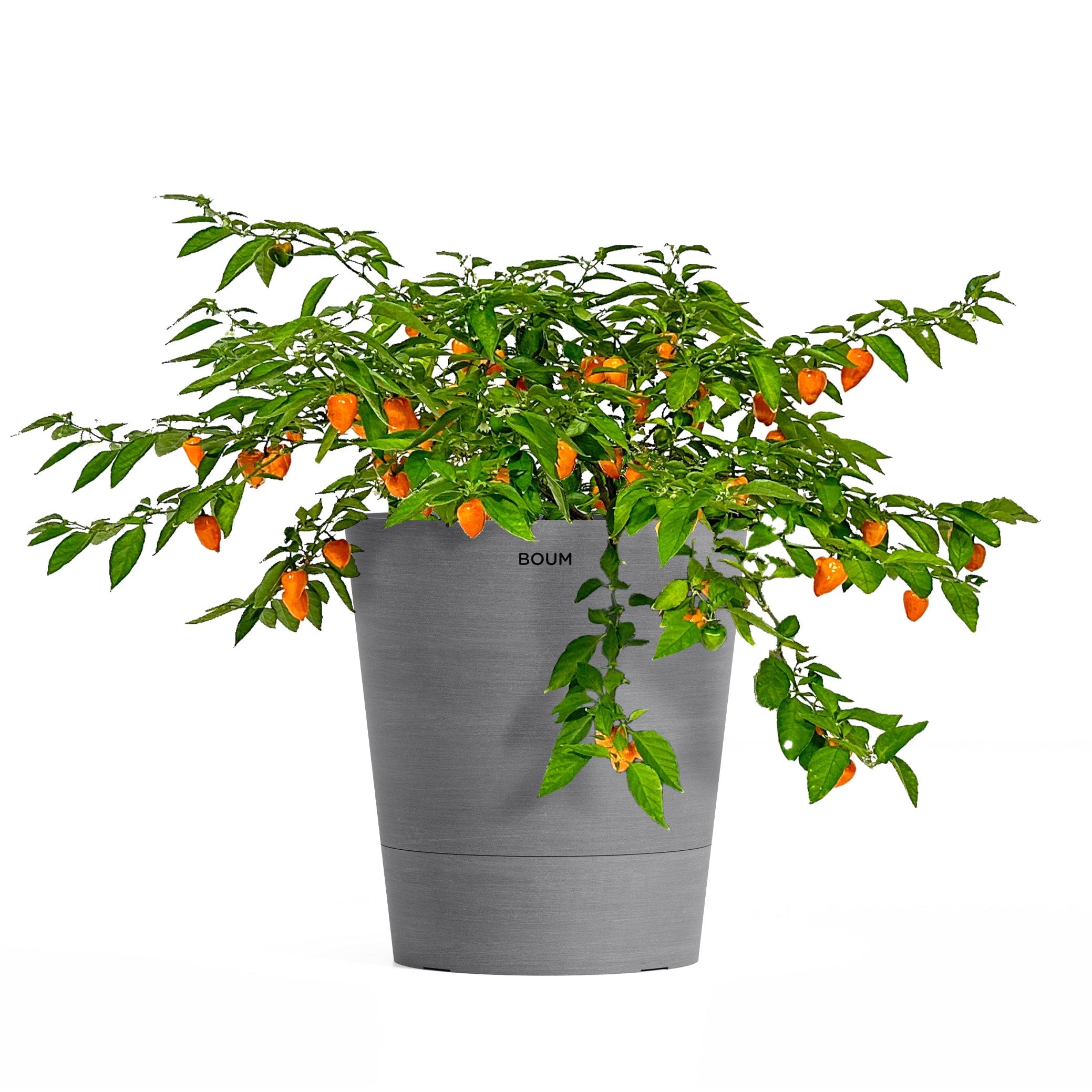 Setzling Chili "Habanero"