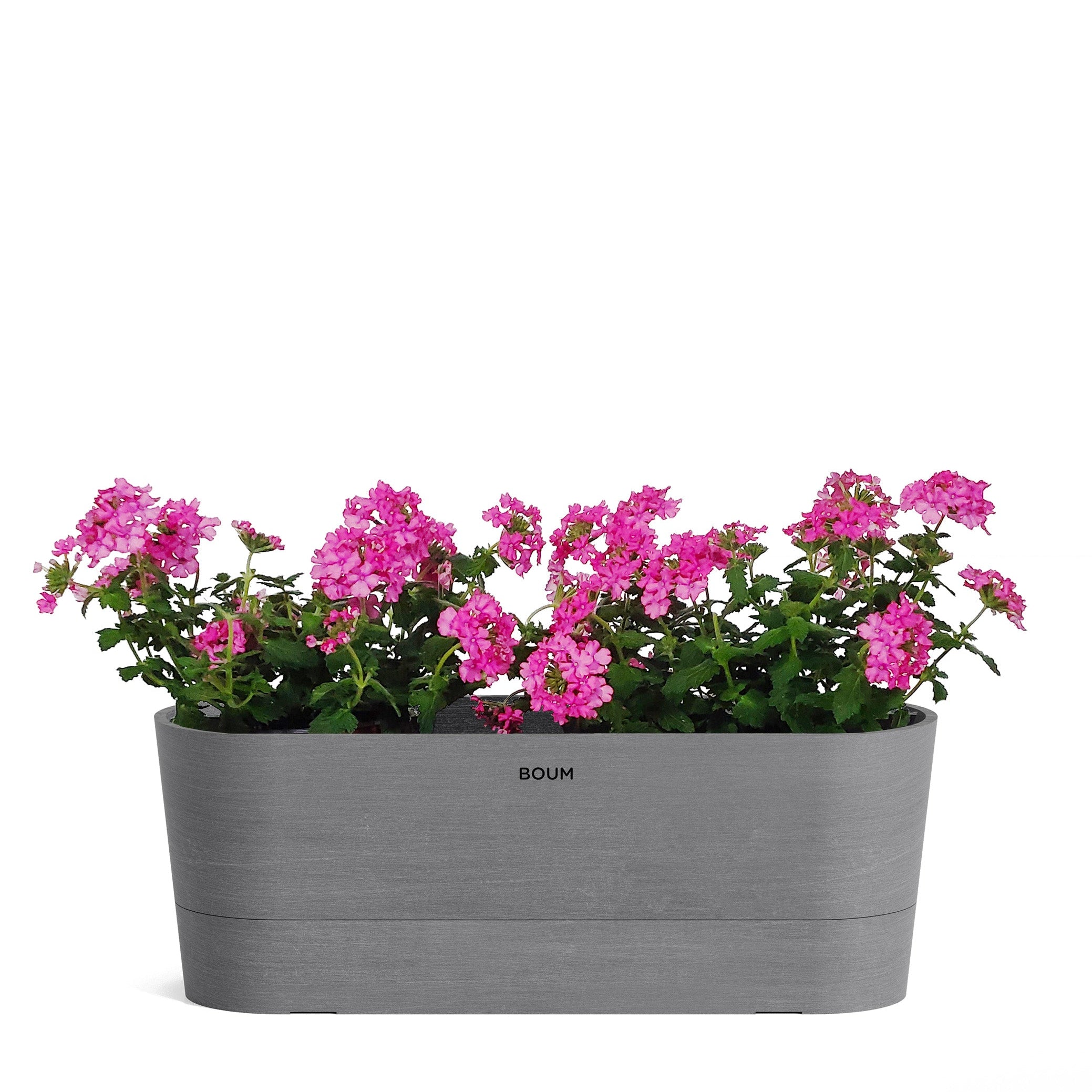 Verbene "Schmetterling"