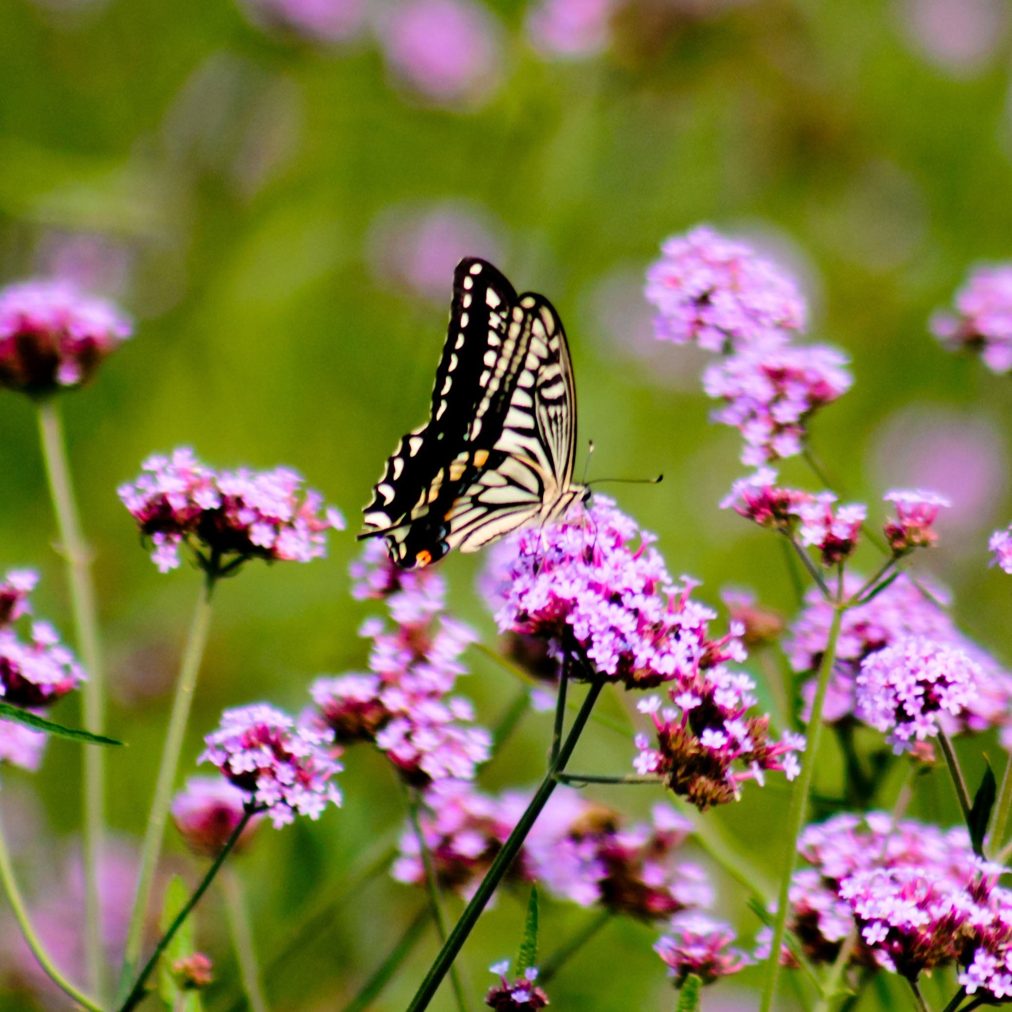 Verbene "Schmetterling"