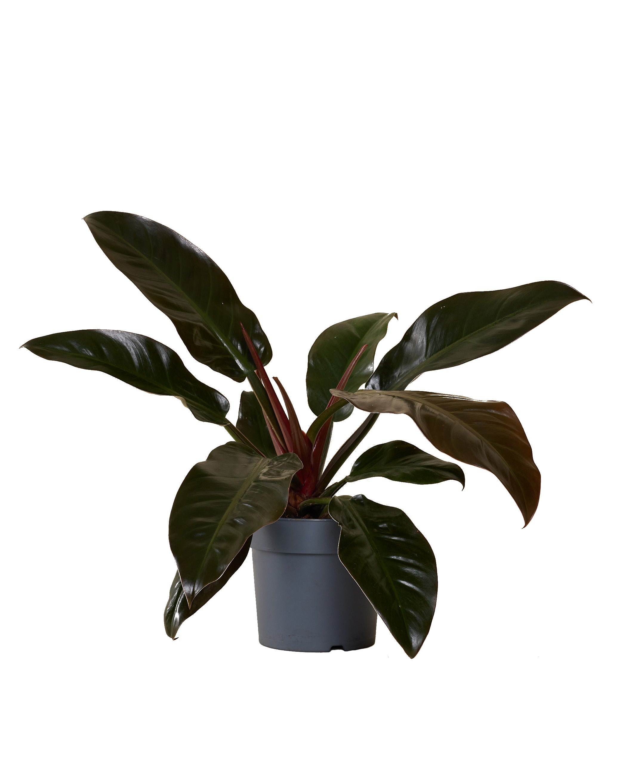 Philodendron Imperial Red