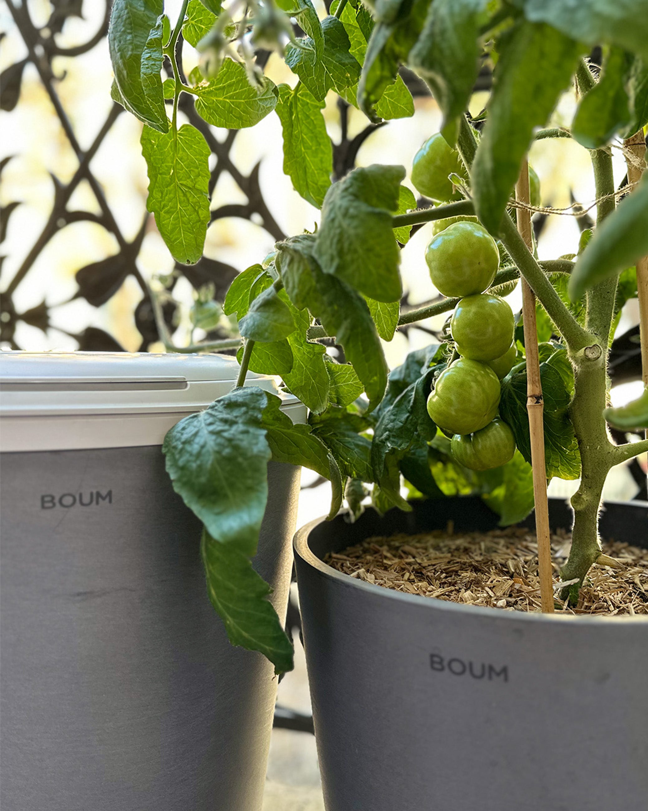 Bärn Boumt Set S