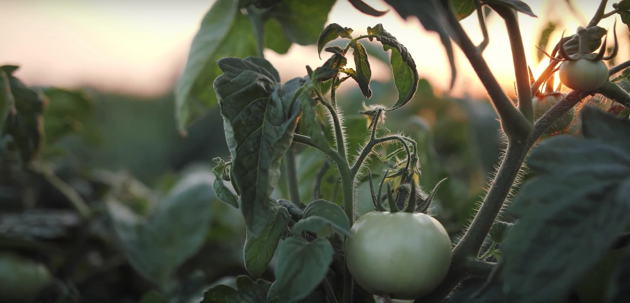 Sommer-Ende-Tomaten-Tango 🌄: Die perfekte Tomatenkonfitüre zaubern