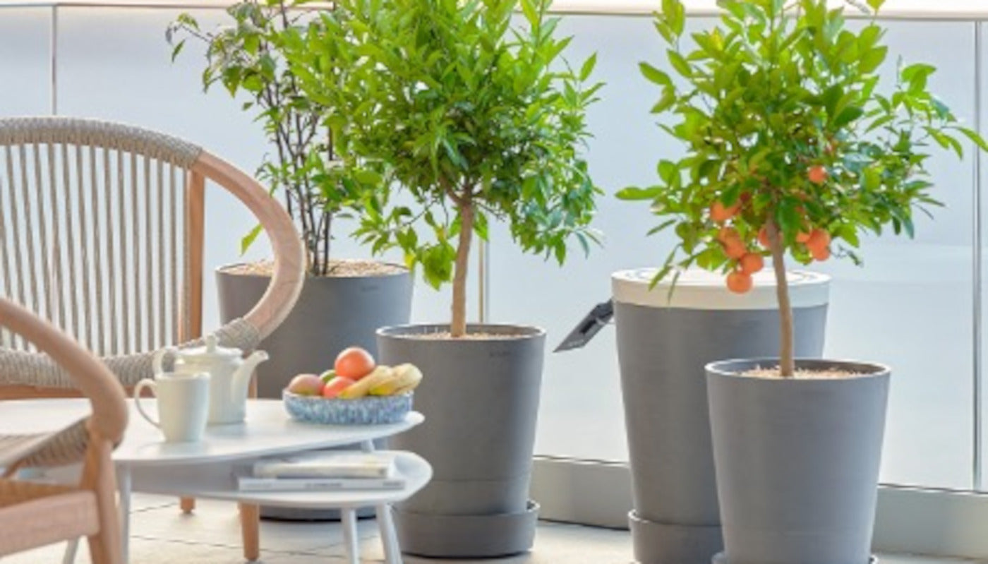 Boum 3 – Stelle das Pflanzenpflegesystem ganz nach Wunsch zusammen