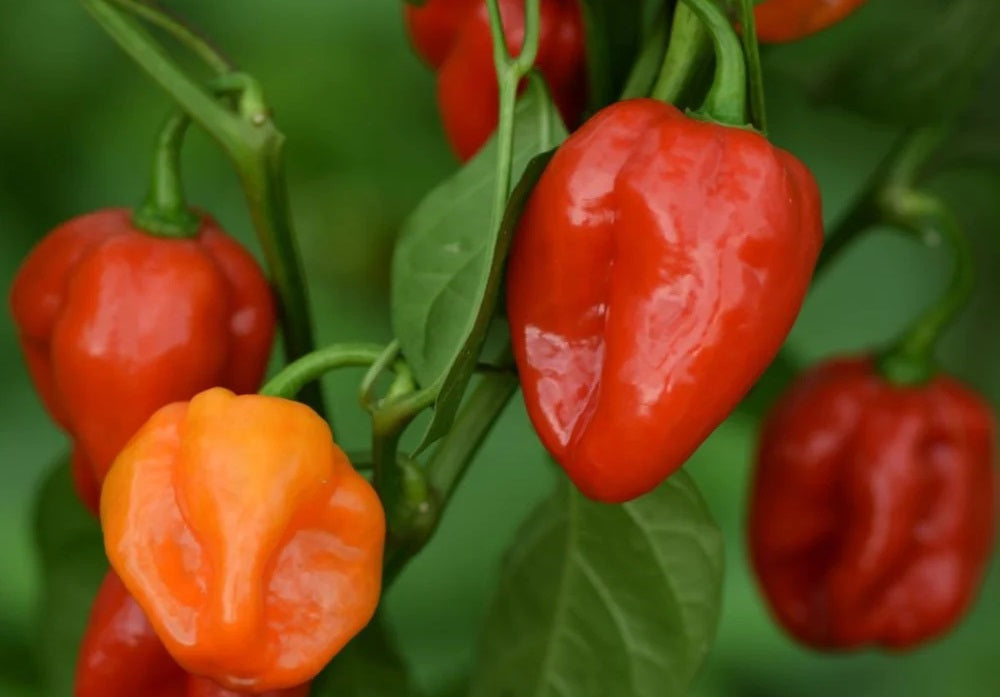 Feurige Chili Paste und getrocknete Chili 🌶️