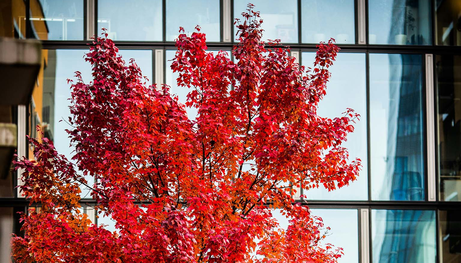 Das Bild zeigt einen Herbstbaum mit rotgefärbten Blättern vor einem Haus mit spiegelnden Fensterscheiben