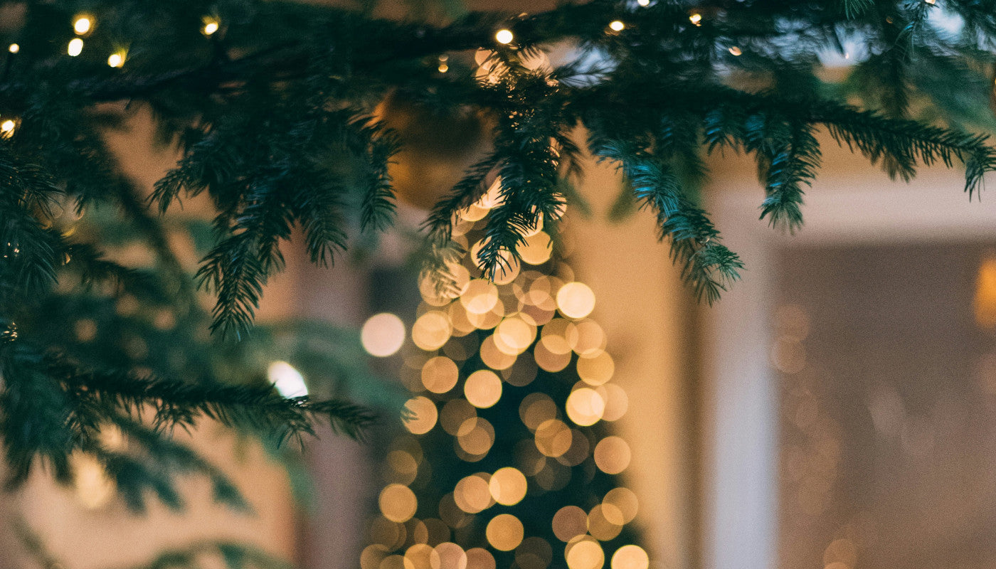 Nachhaltiger Weihnachtsbaum: Warum ein Baum im Topf die bessere Wahl ist