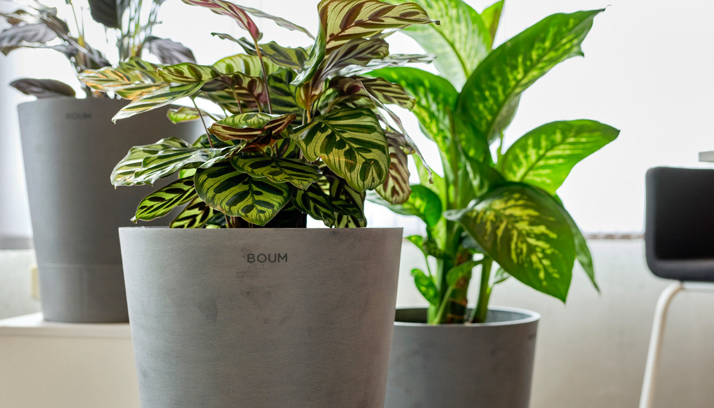 5 pflegeleichte Zimmerpflanzen für Anfänger