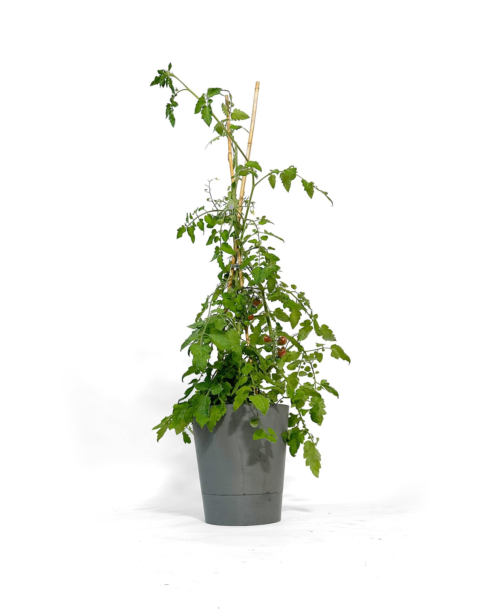 Cherry Tomaten: Die kleinen roten Wunder