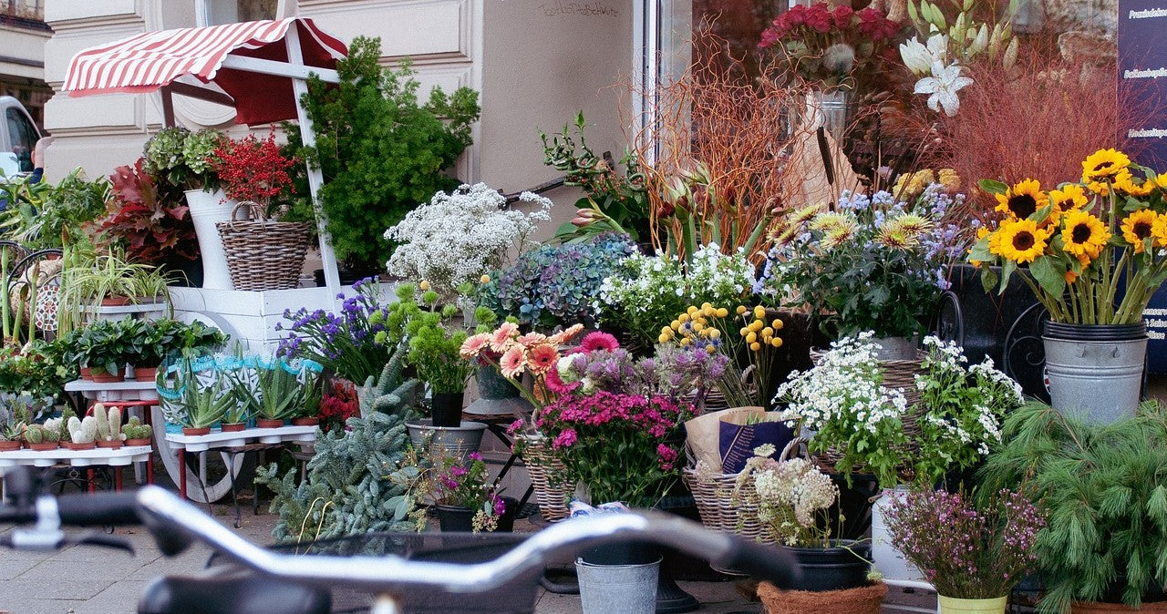 Boum JETZT im Gartencenter