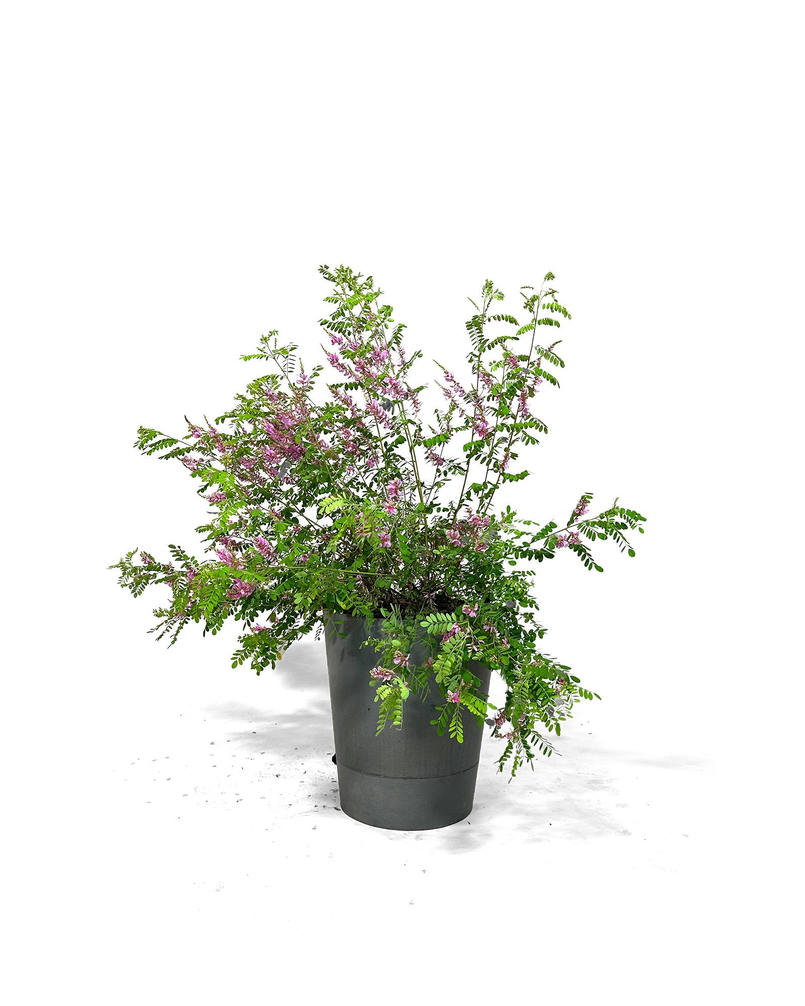 Himalaja-Indigostrauch: Ein Farbtupfer auf Balkon und Terrasse