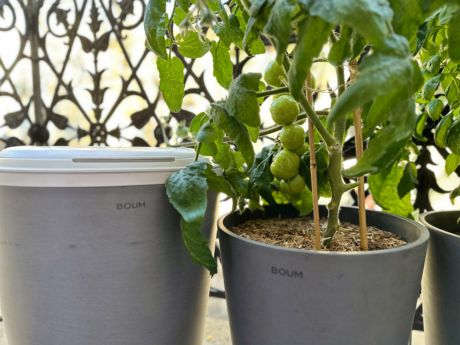Was du wissen musst, um deine Tomaten auf Balkon und Terrasse optimal zu düngen