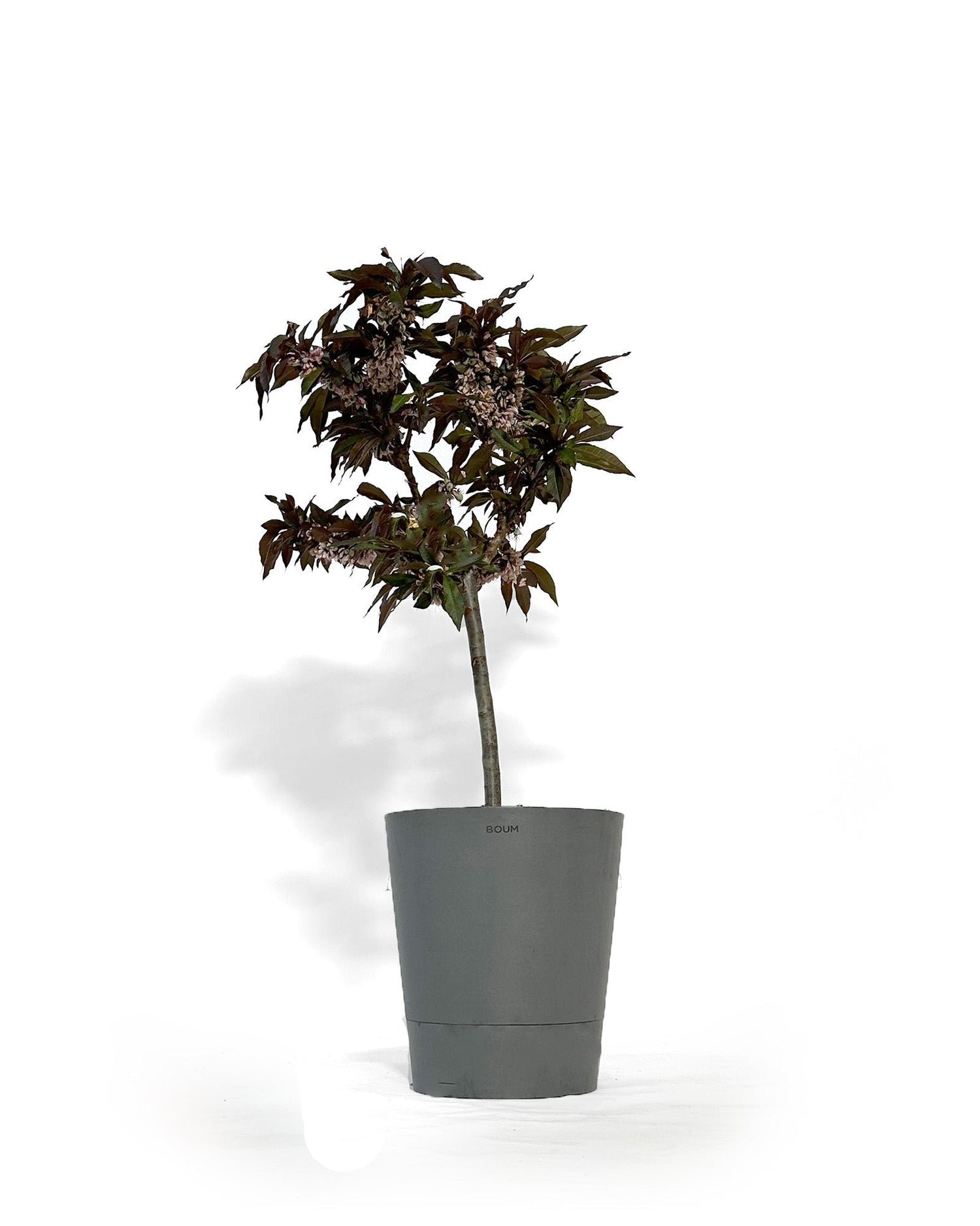 Zwerg-Nektarinenbäume für deinen Balkon: Anleitung und Pflegetipps