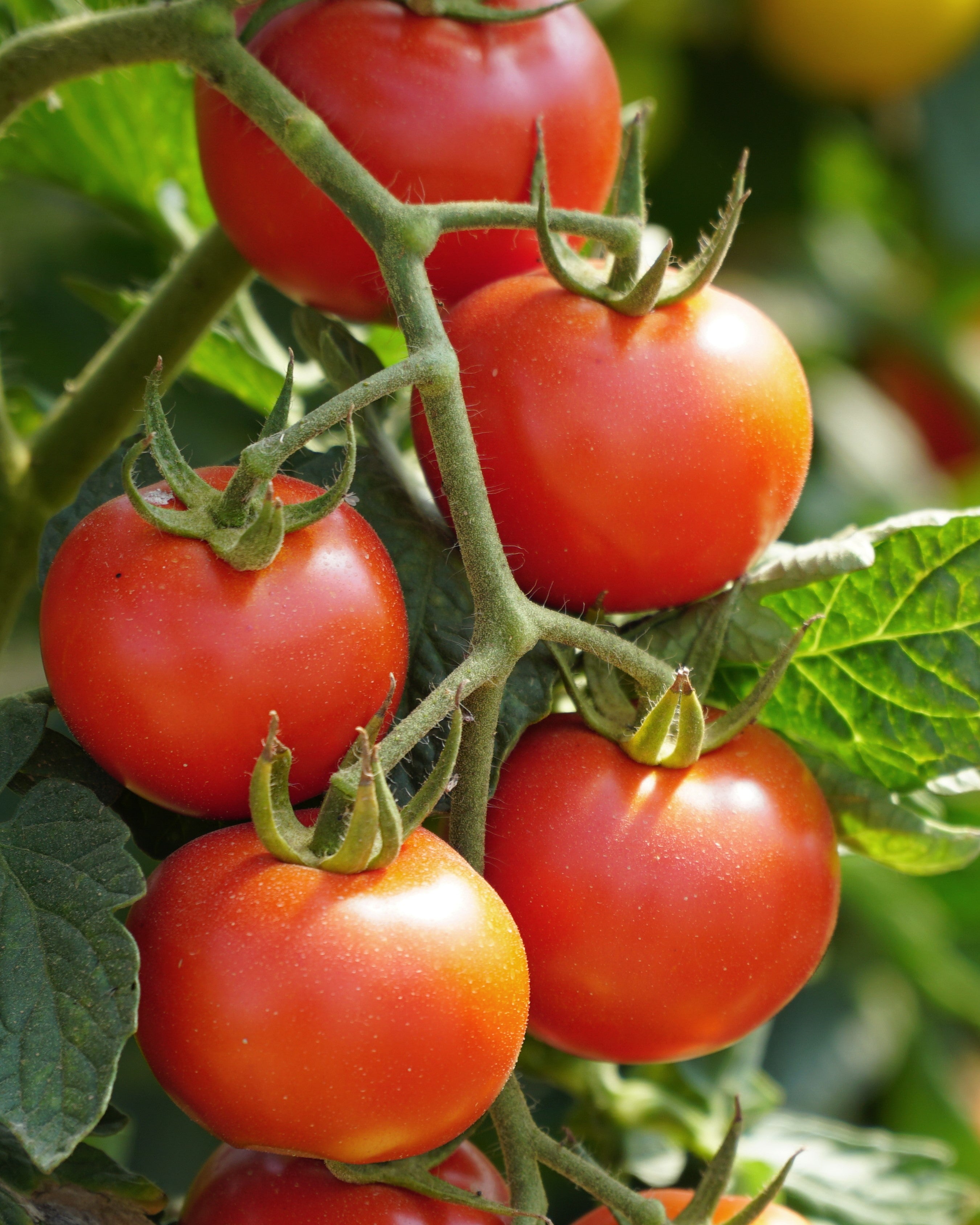 Seedling tomato “June”