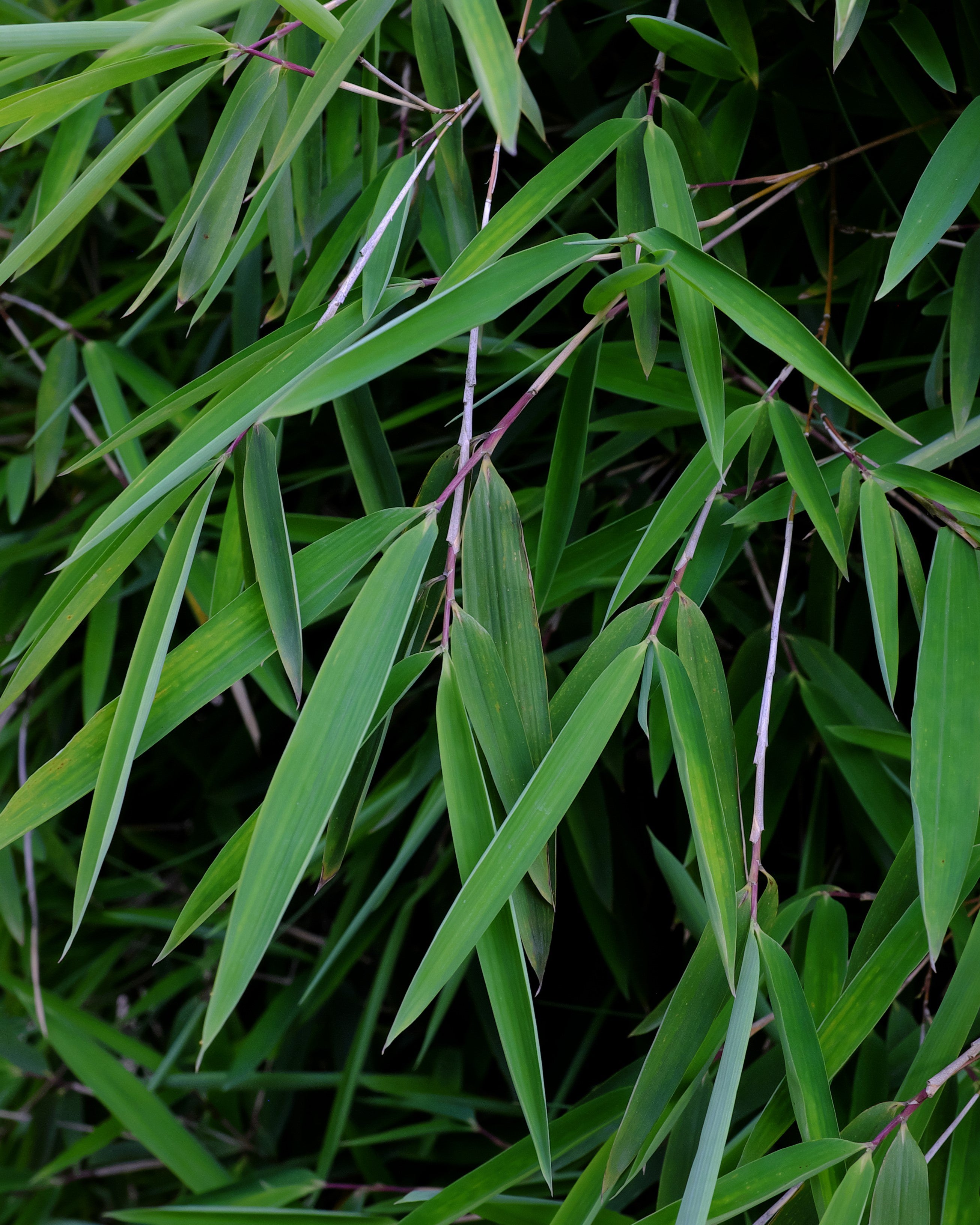 Pot Bamboo "Tobias"