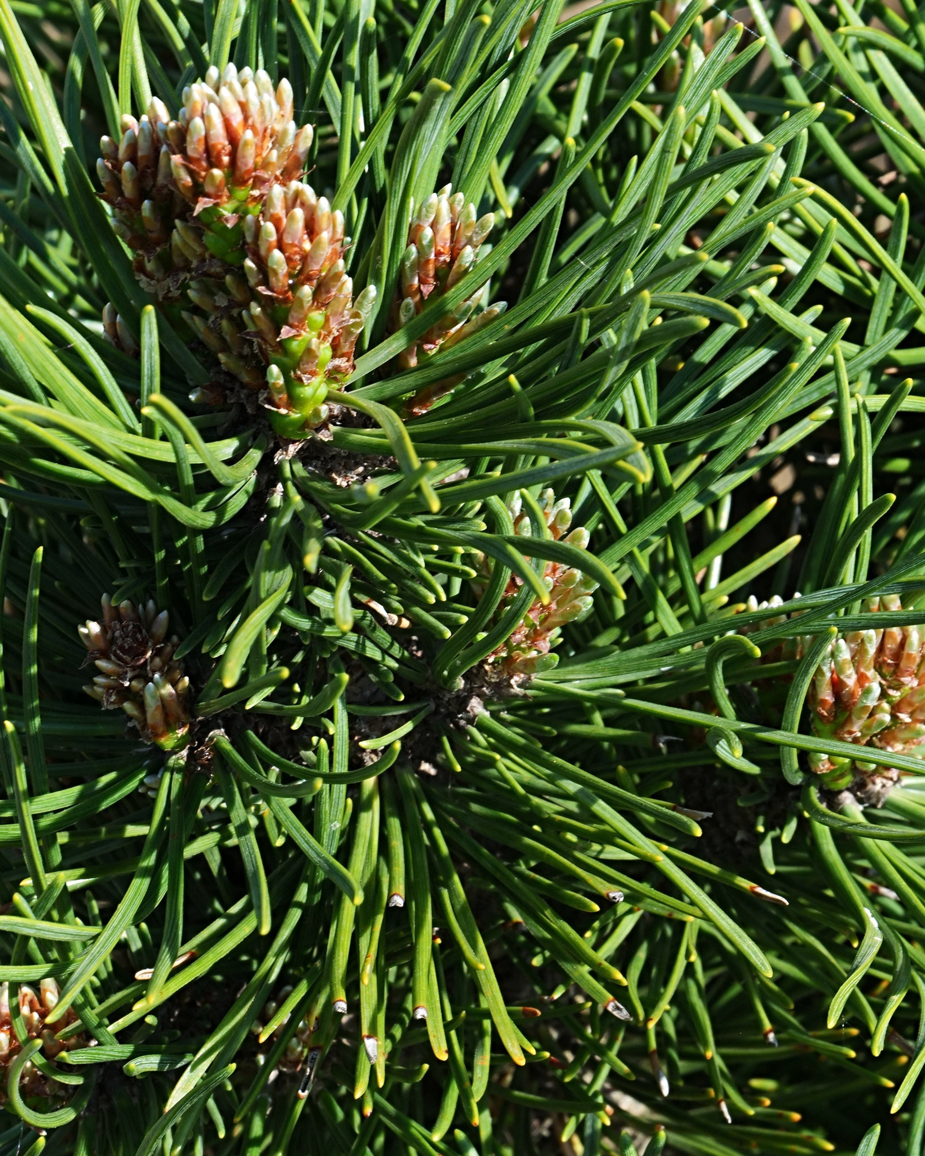 Dwarf Pine "Leonie"