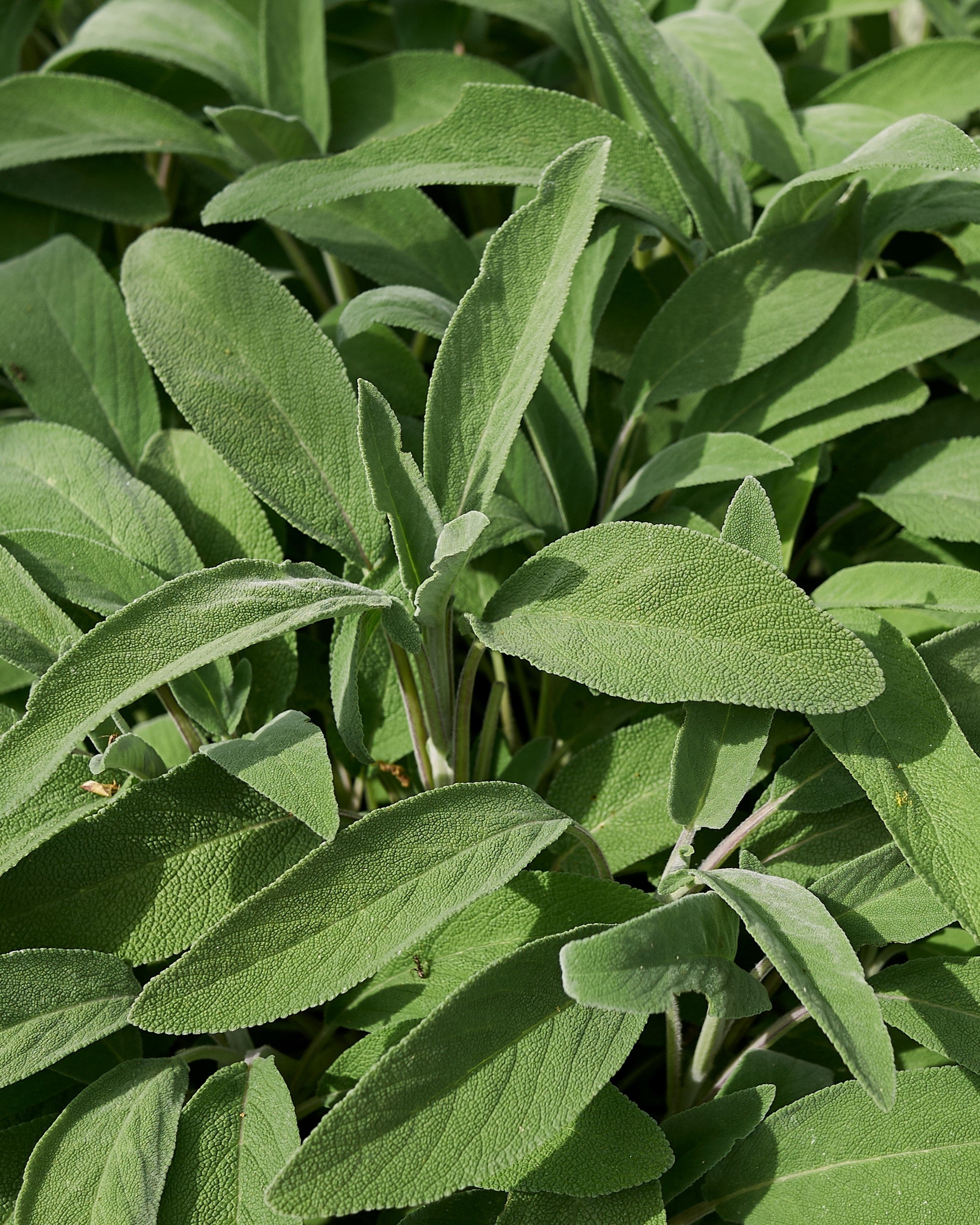 Sage seedling "Officinalis"