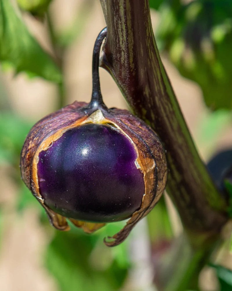 Seedling mountain eggplant "Amethyst"