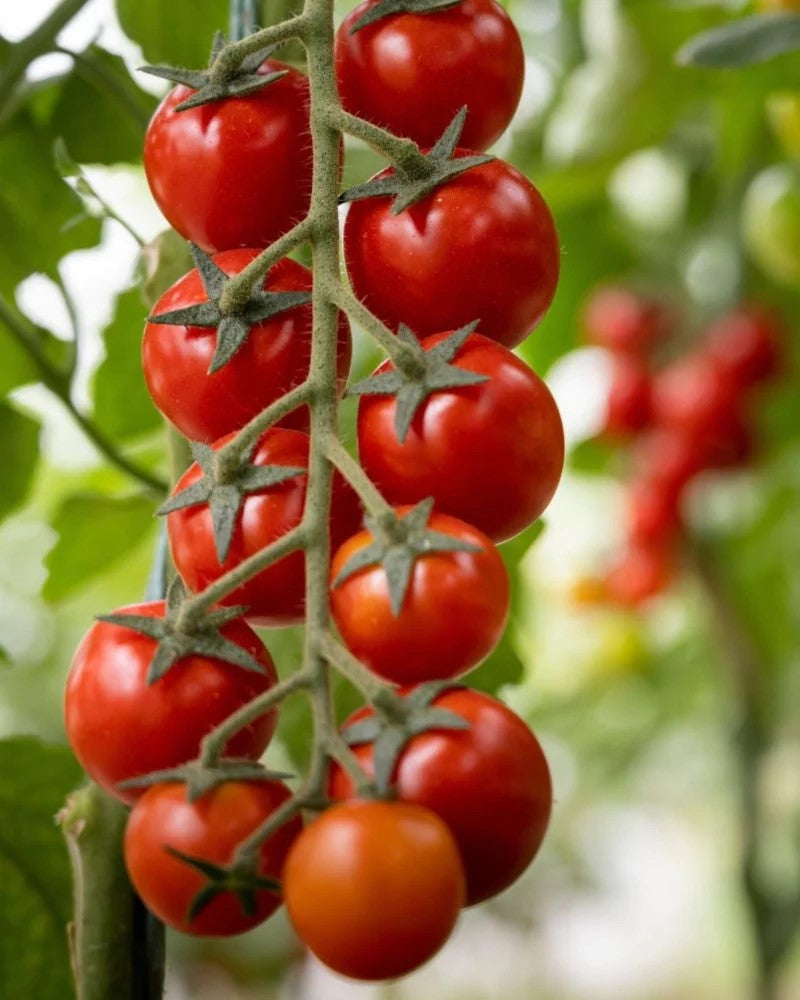 Seedling Cherry Tomato "Summer Sweetness"