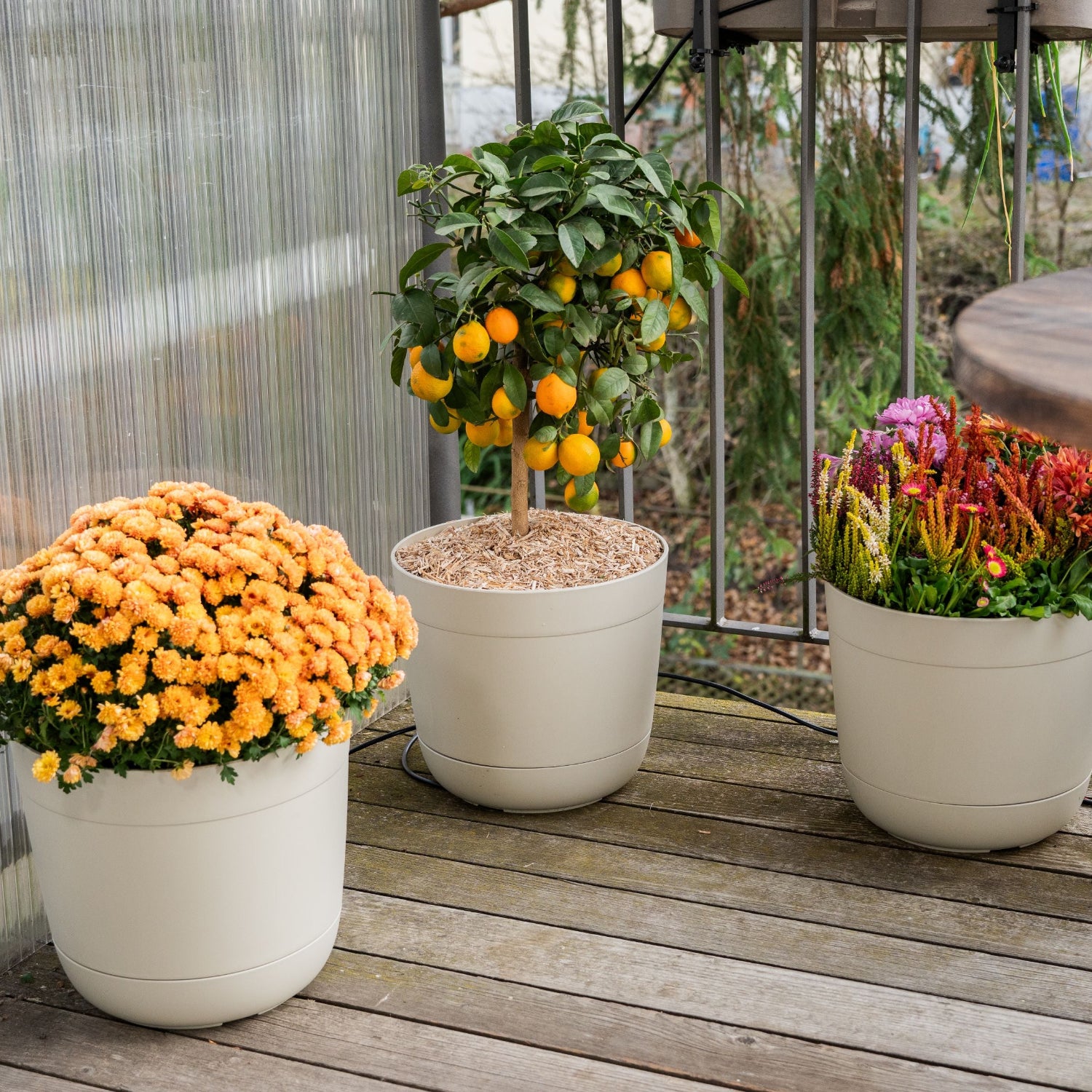 Boum Pflanzenerde 15 L inkl. Mulch