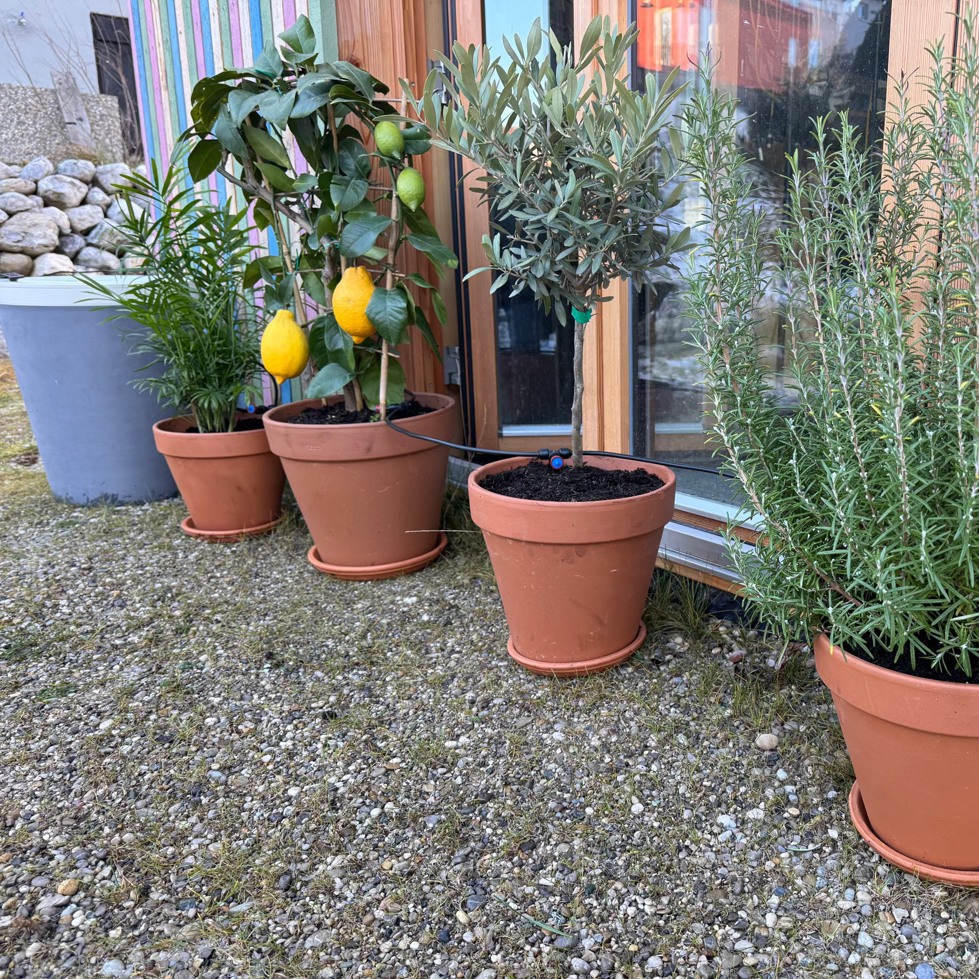 Boum Drip - Smarte Tröpfchenbewässerung (Set)