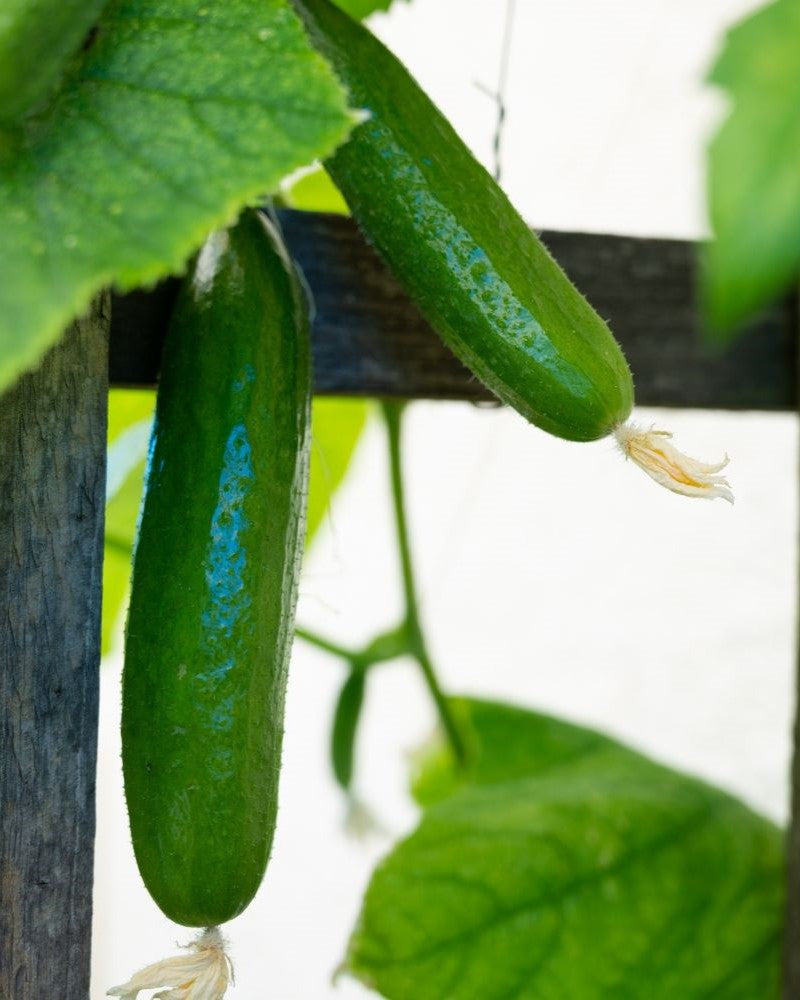 Seedling Mini Cucumber "Magic Minis"