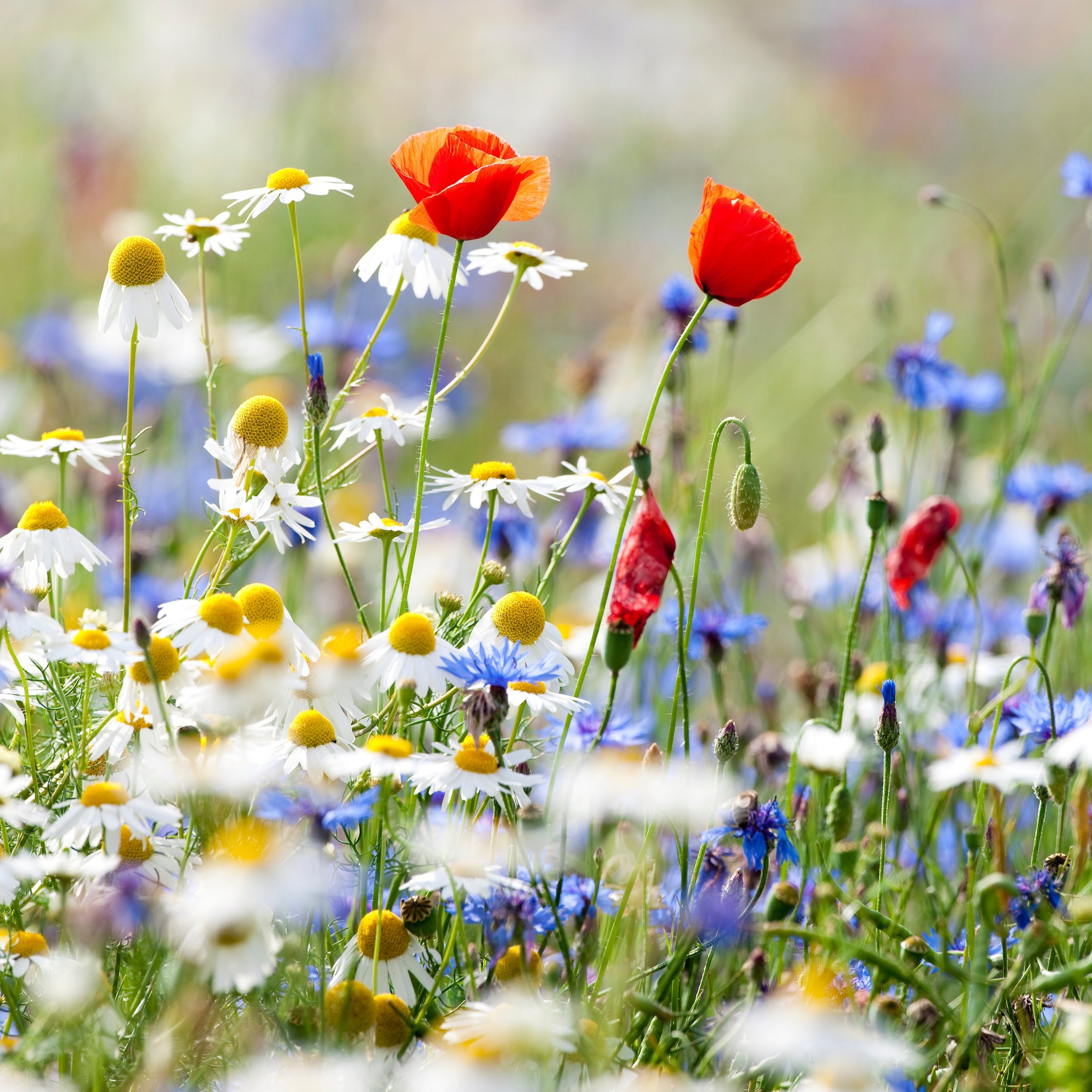 Wildblumenmischung "Sonne" Bio