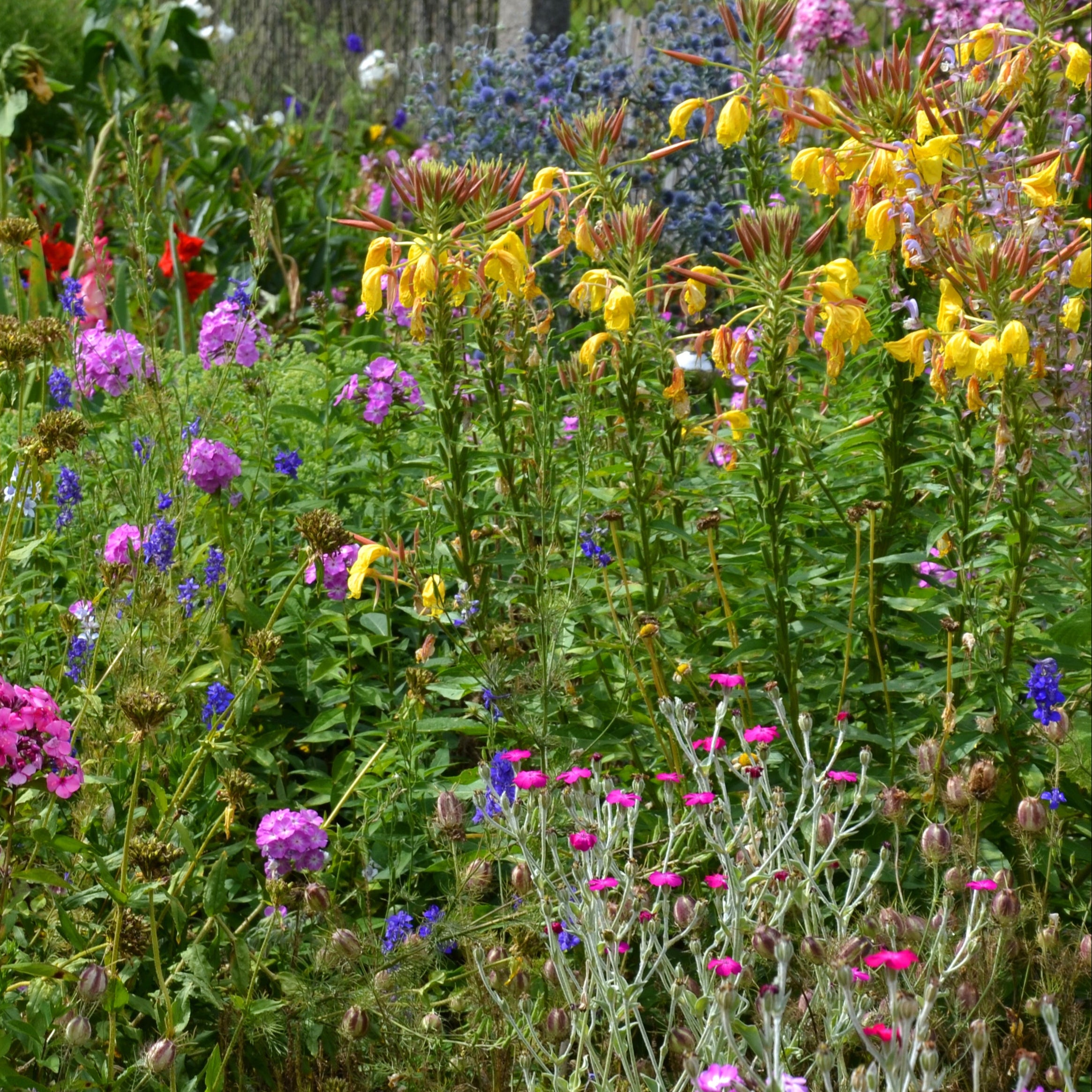 Wildblumenmischung "Schatten" Bio