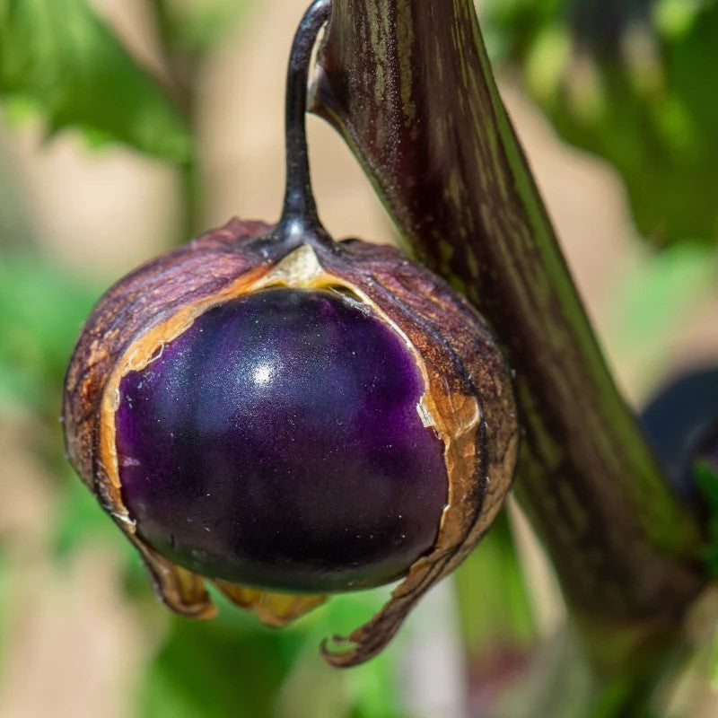 Setzling Bergaubergine "Amethyst"