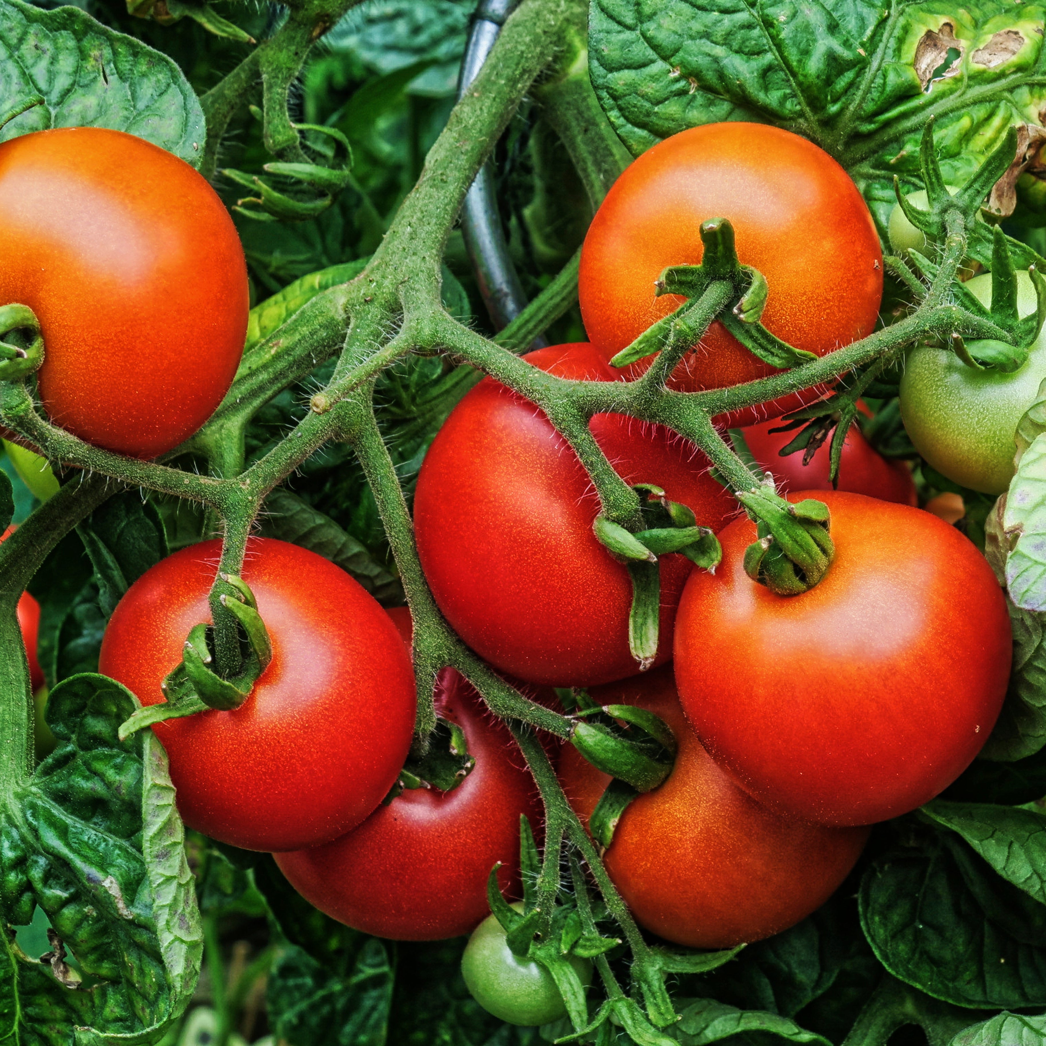 Setzling Cherrytomate "Zwerg"