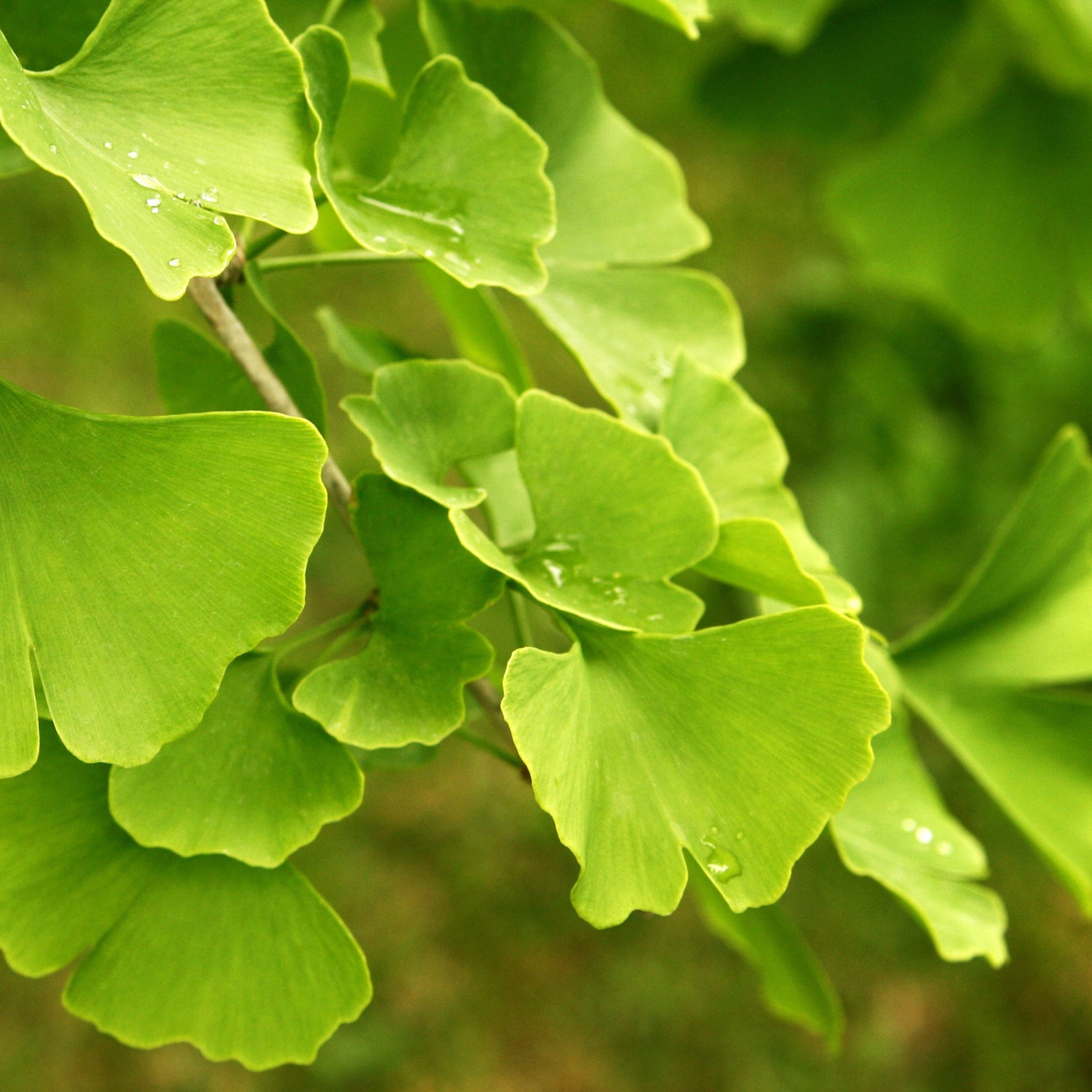 Ginkgo "Giorgia"