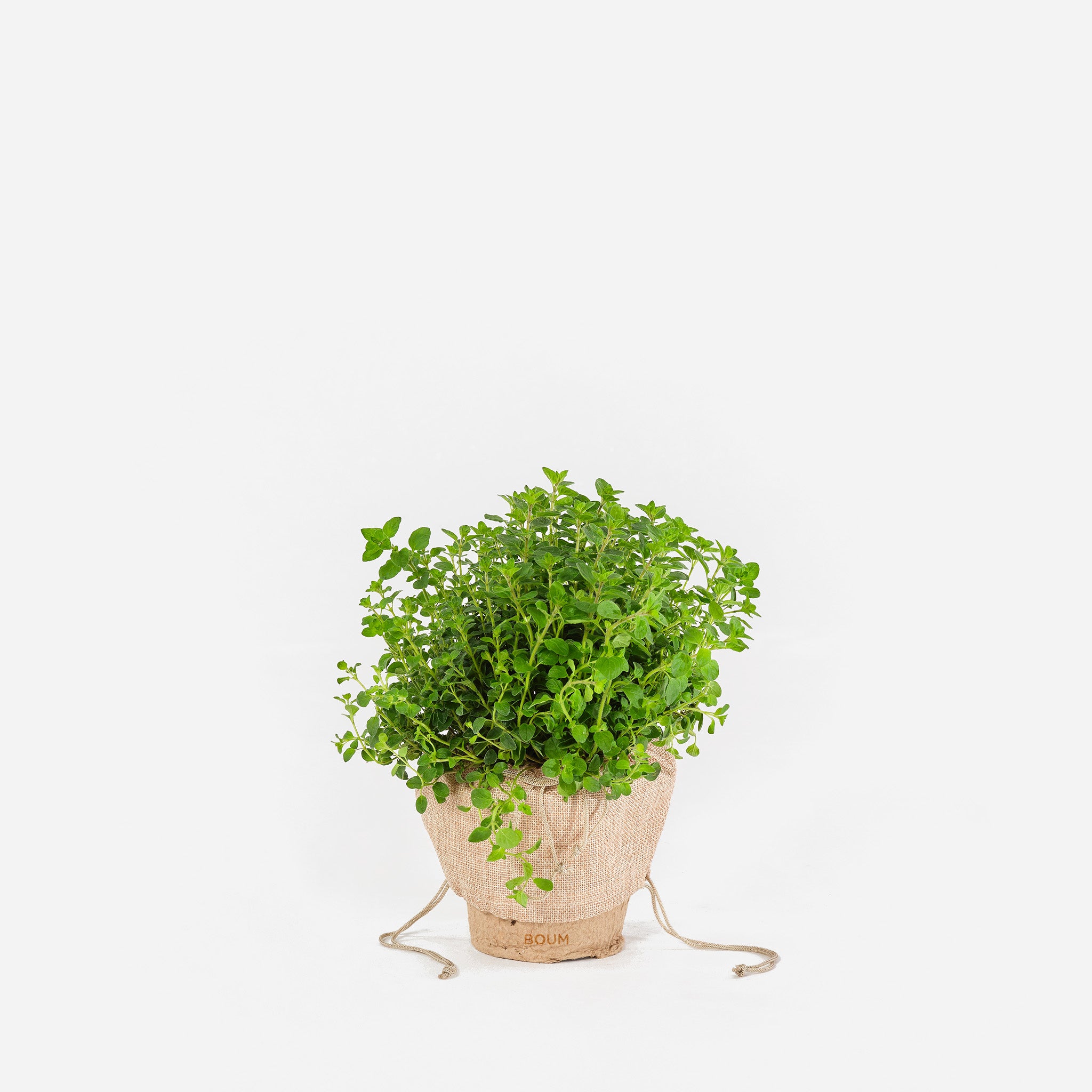 Setzling Oregano "Mediterran"