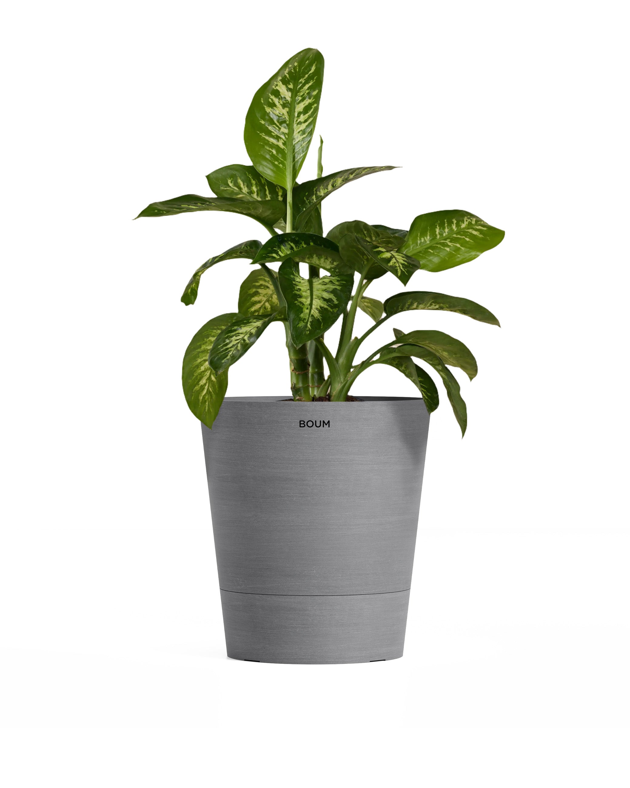 Dieffenbachia Tropic Snow