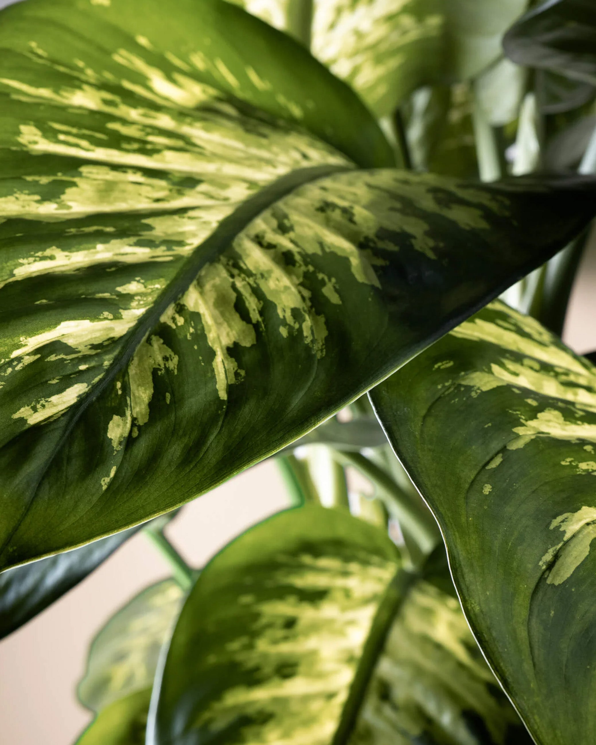 Dieffenbachia Tropic Snow