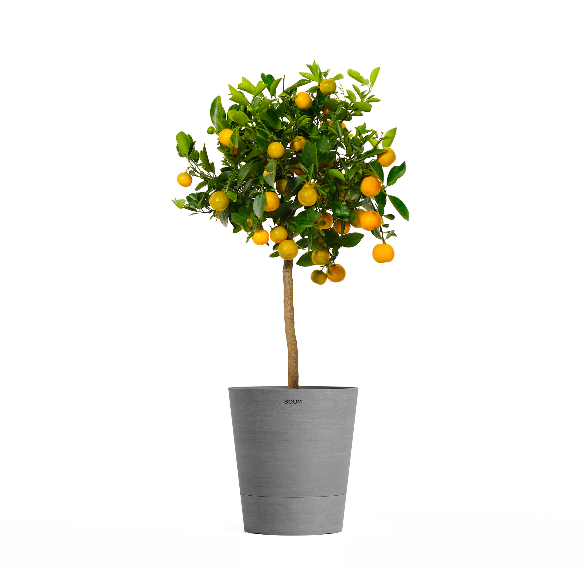 Orange "Calamondin"