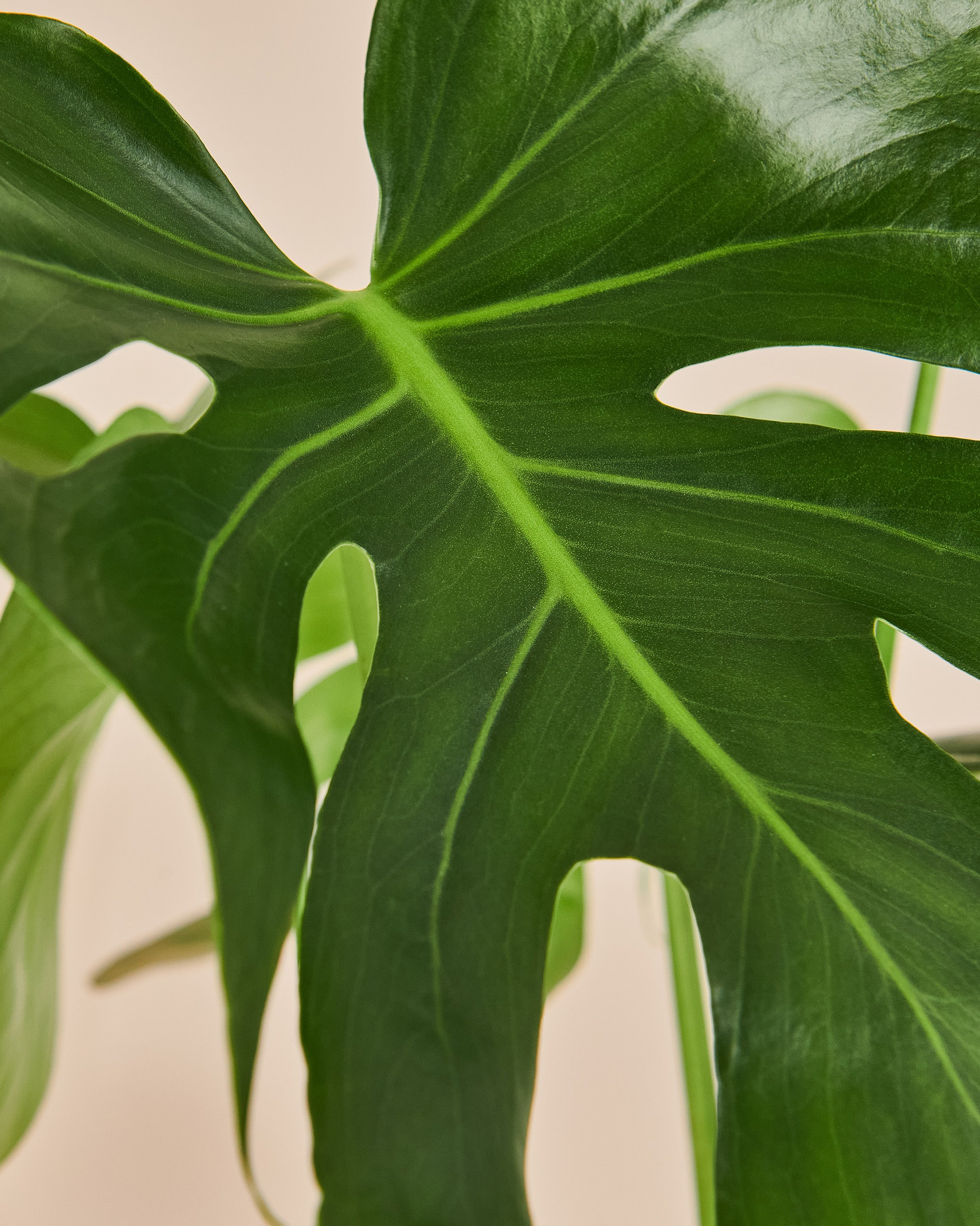 Monstera Deliciosa