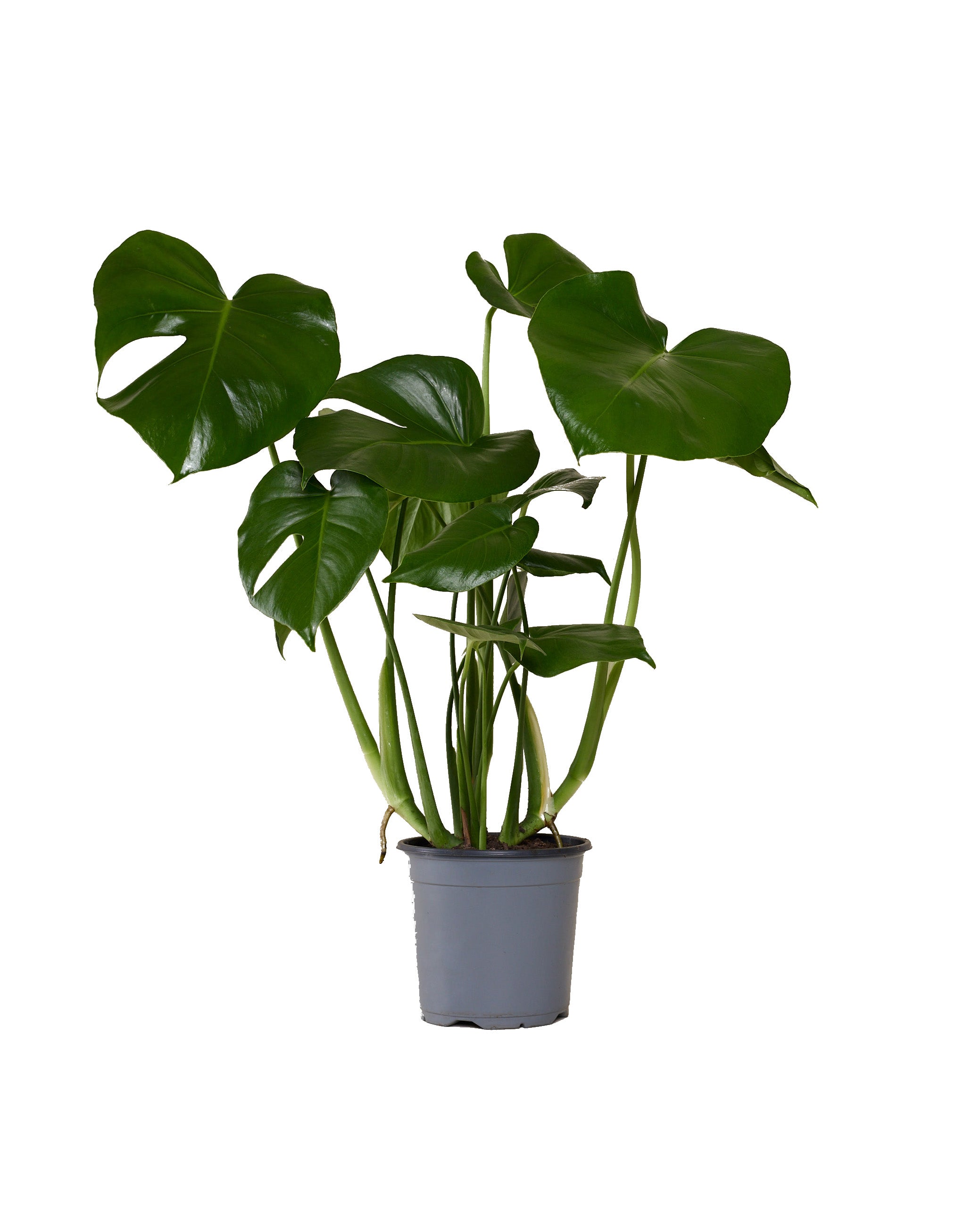 Monstera Deliciosa