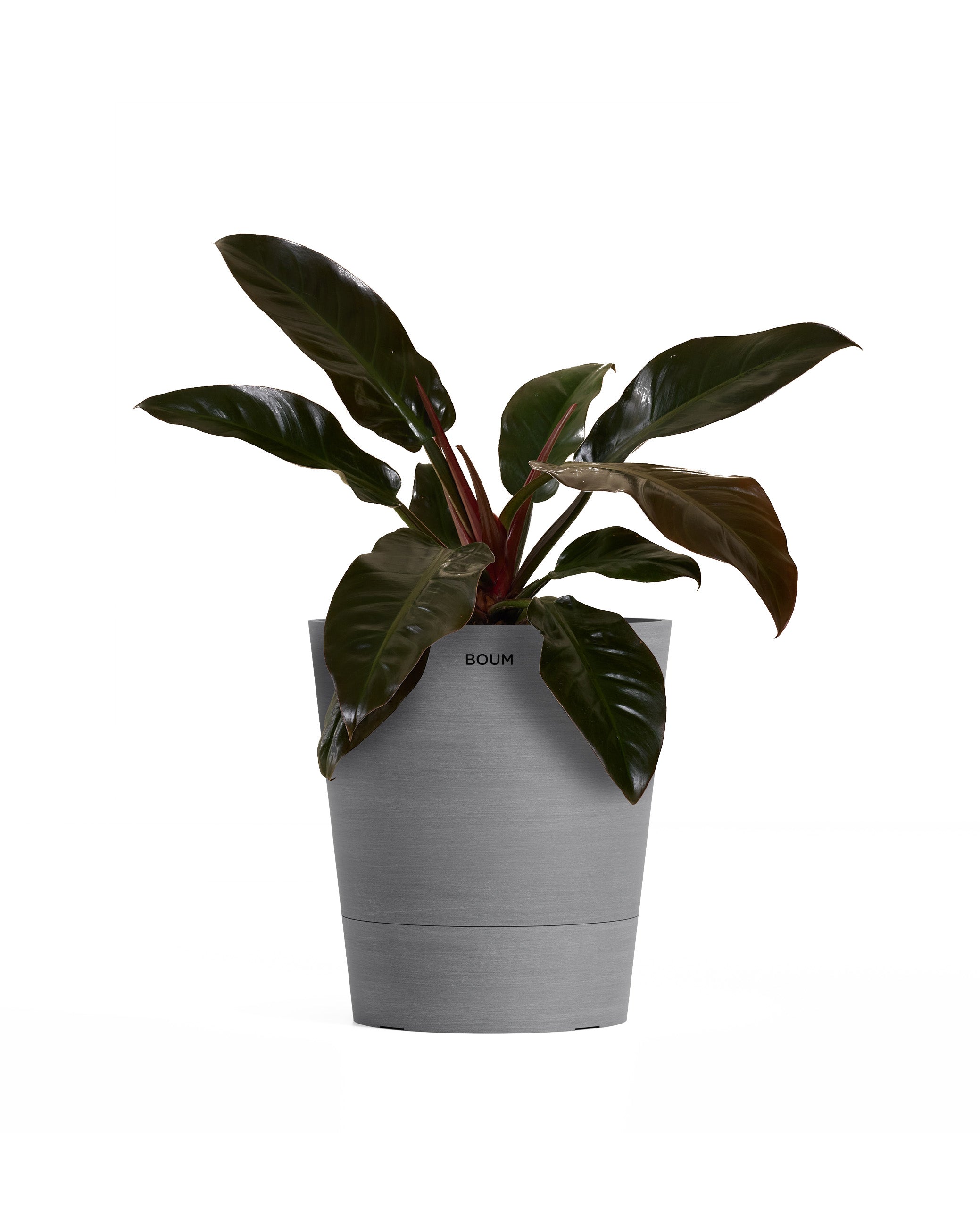 Philodendron Imperial Red