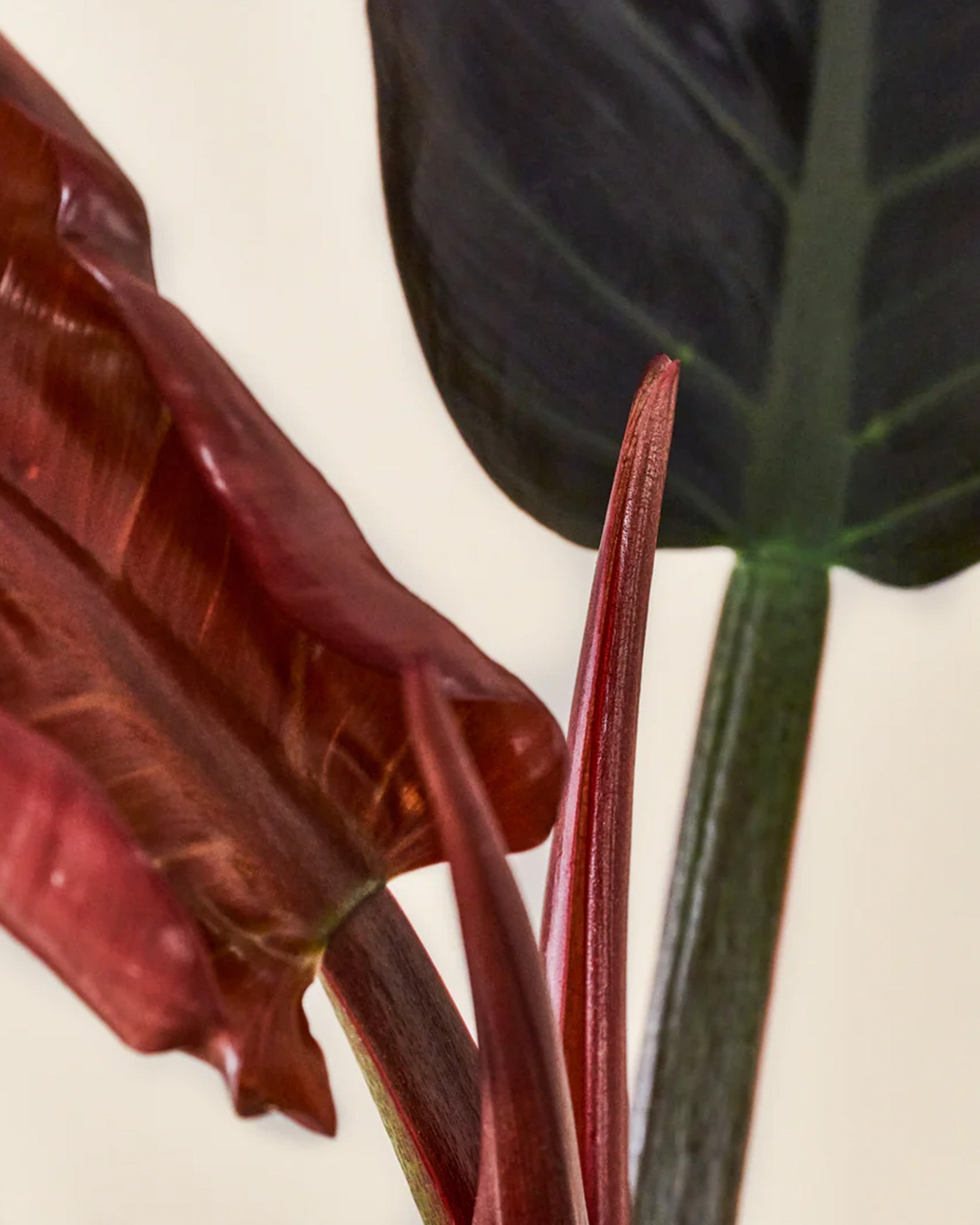 Philodendron Imperial Red