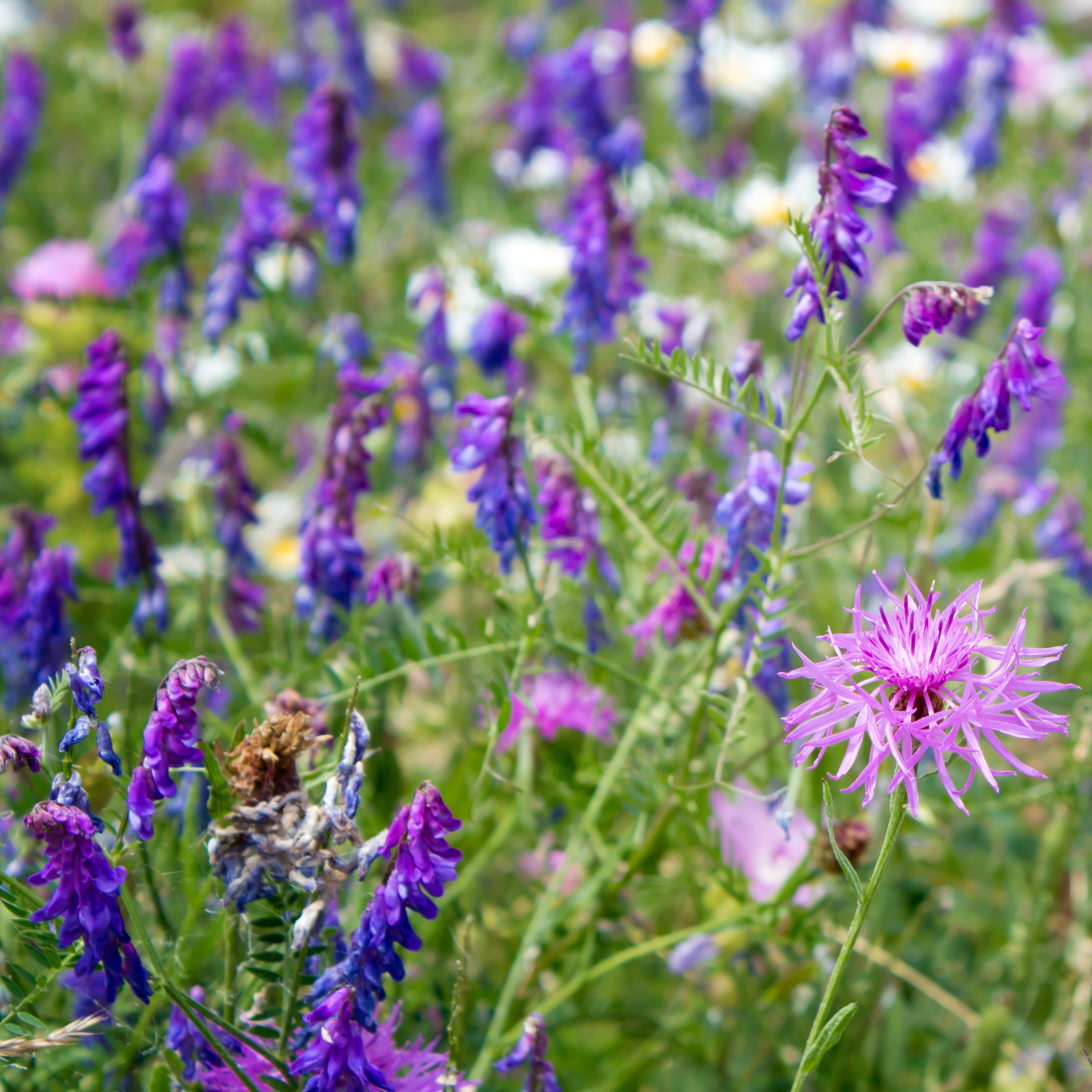 Wildblumenmischung "Sommerblüher" Bio