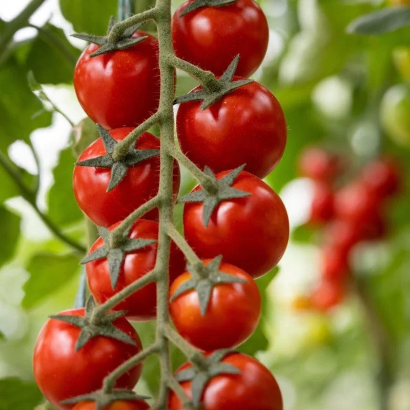 Setzling Cherrytomate "Klassisch"