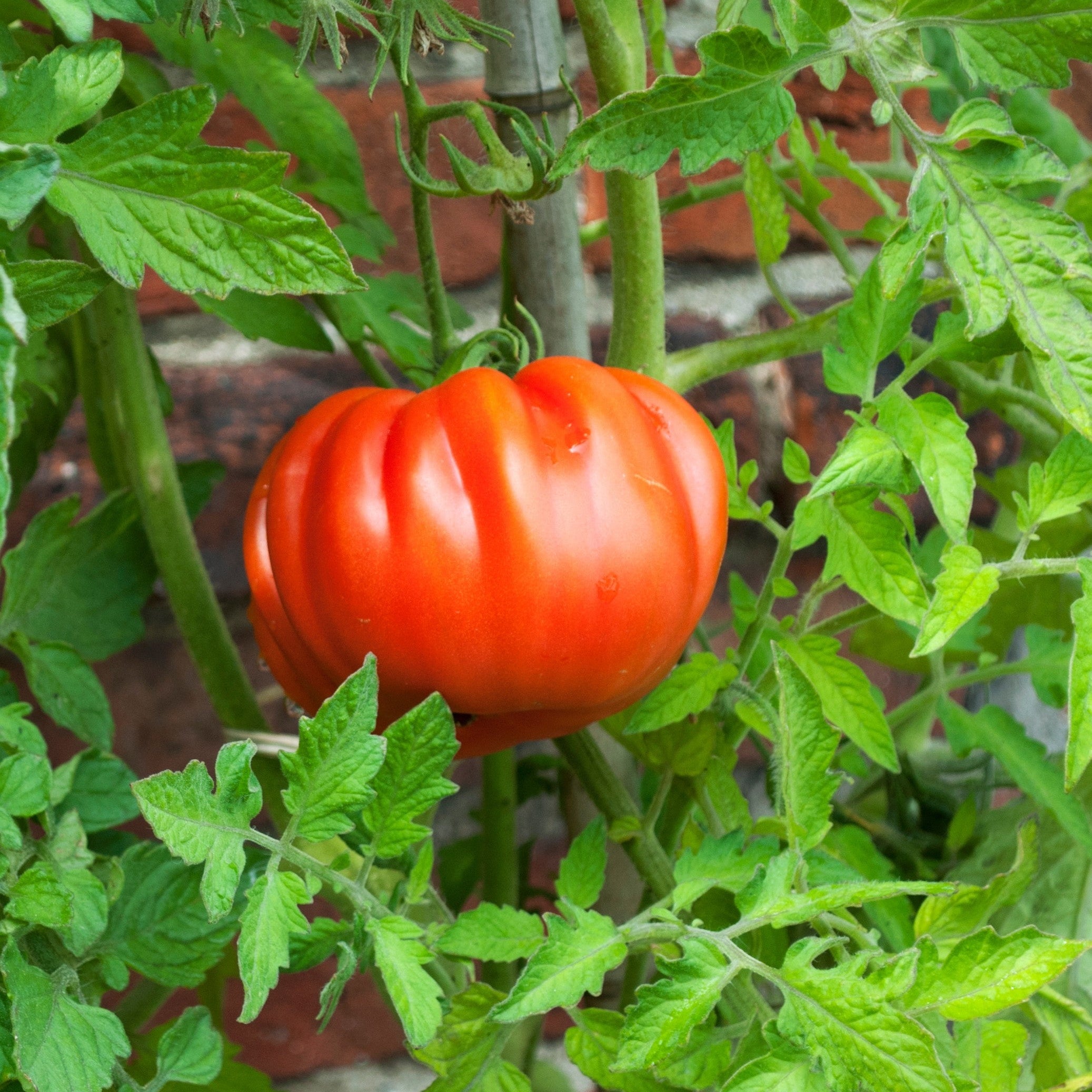 Setzling Tomate "Herz"