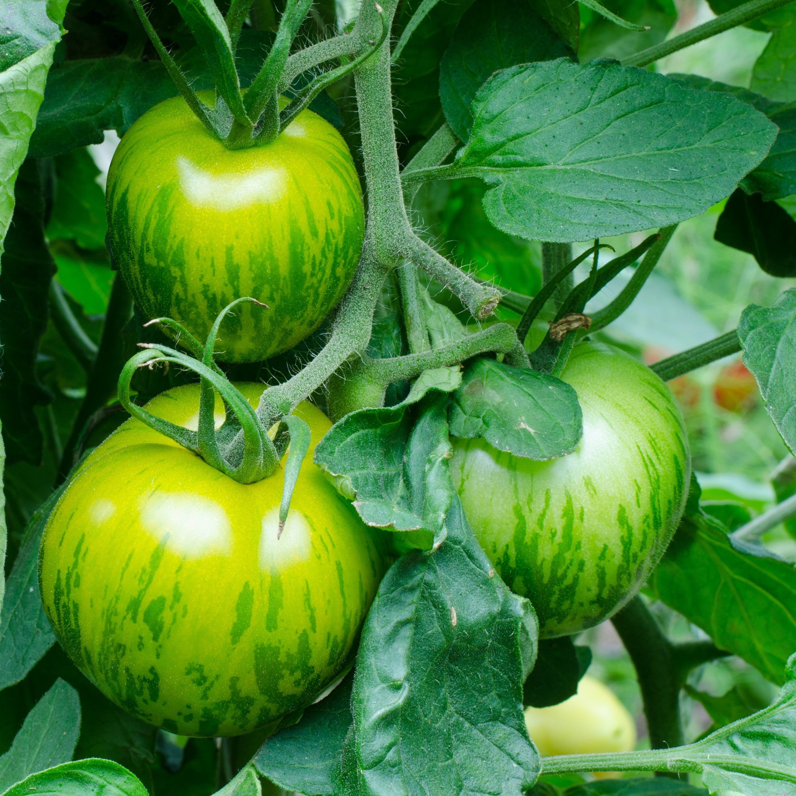 Setzling Tomate "Green Zebra"