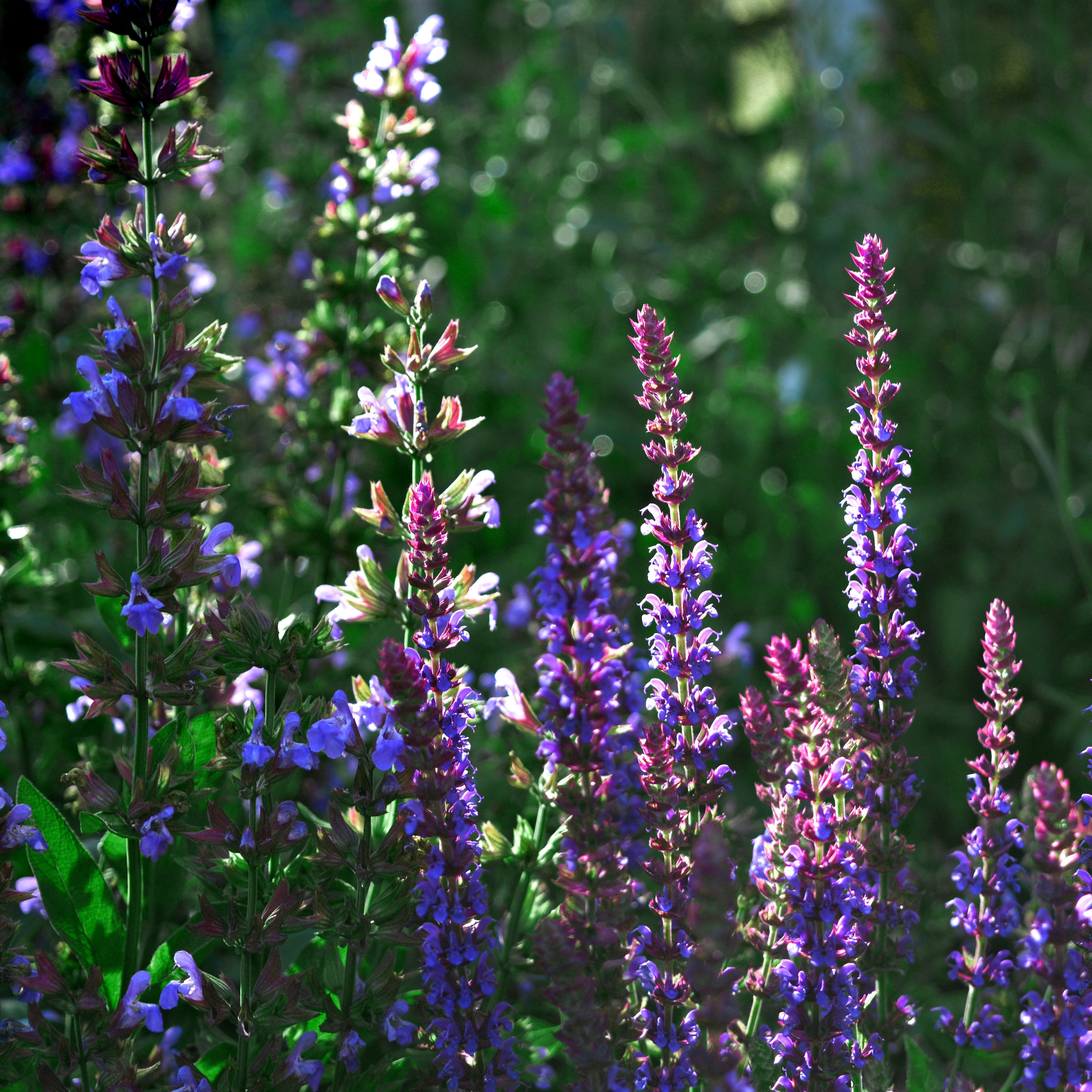 Wildblumenmischung "Prachtstauden" Bio