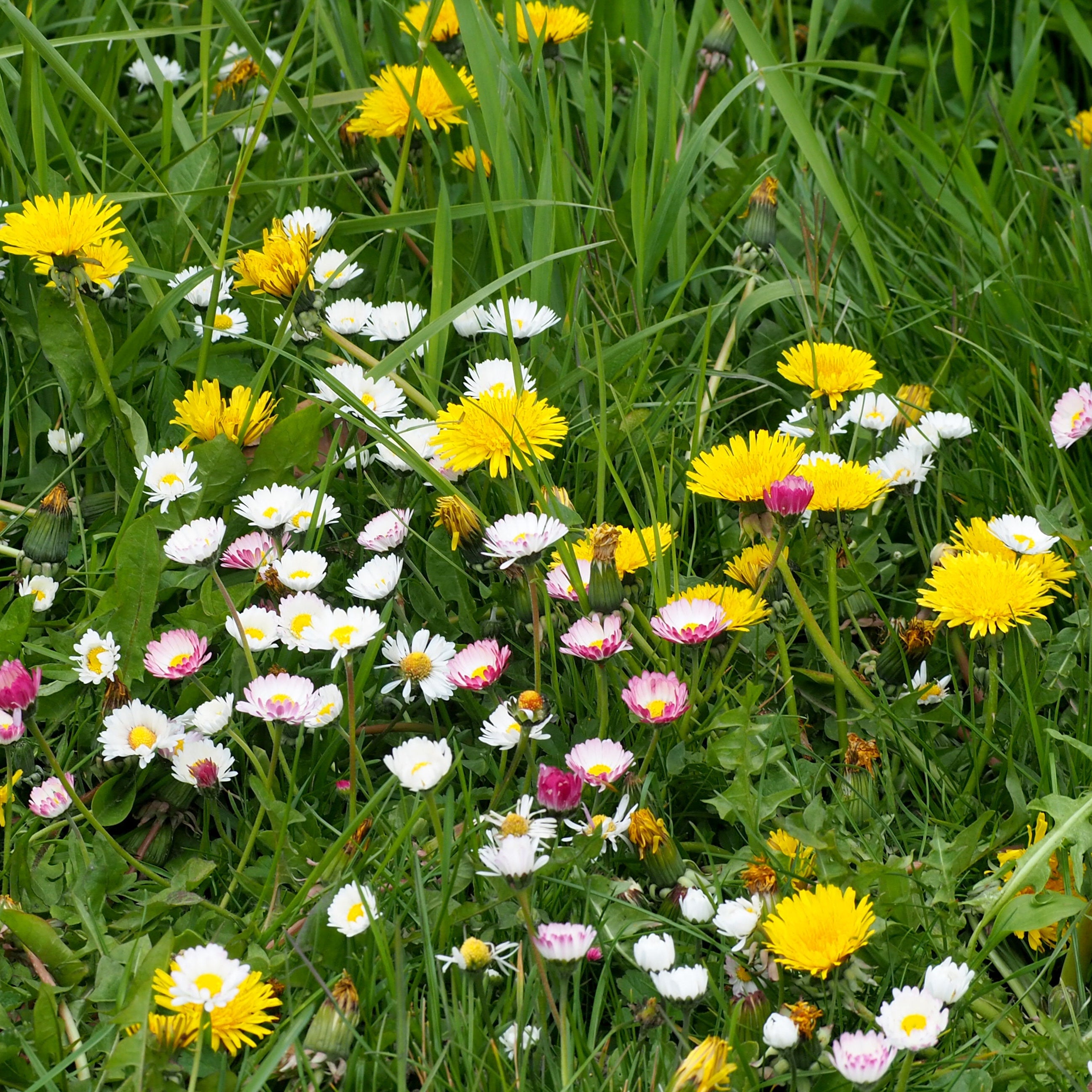 Wildblumenmischung "Spätblüher" Bio